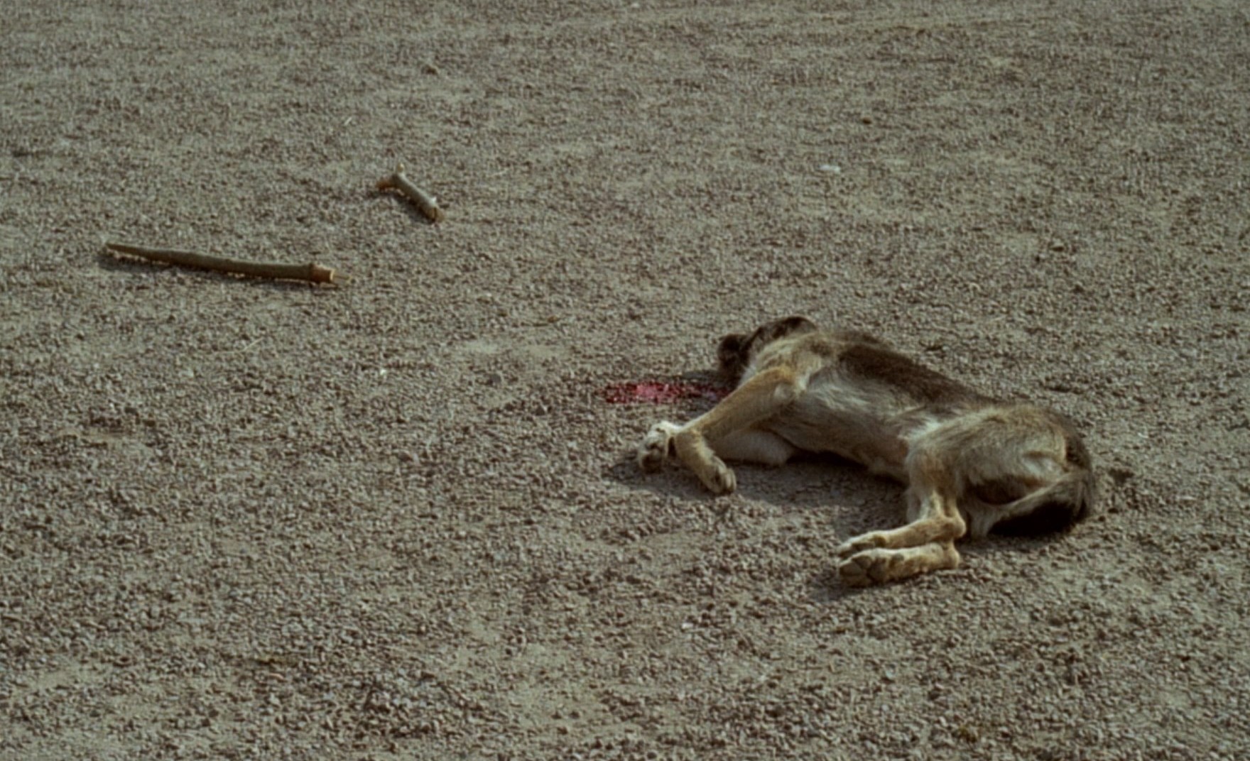 La horse (1970) —  shot,  lighting