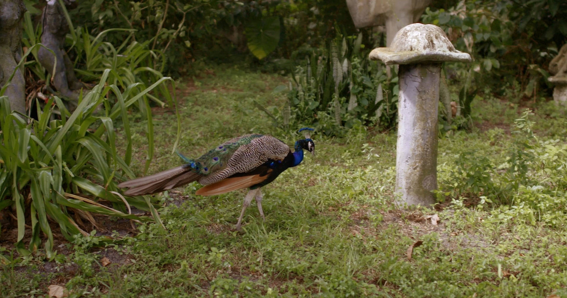 Songs of Solomon (2020) —  shot,  lighting