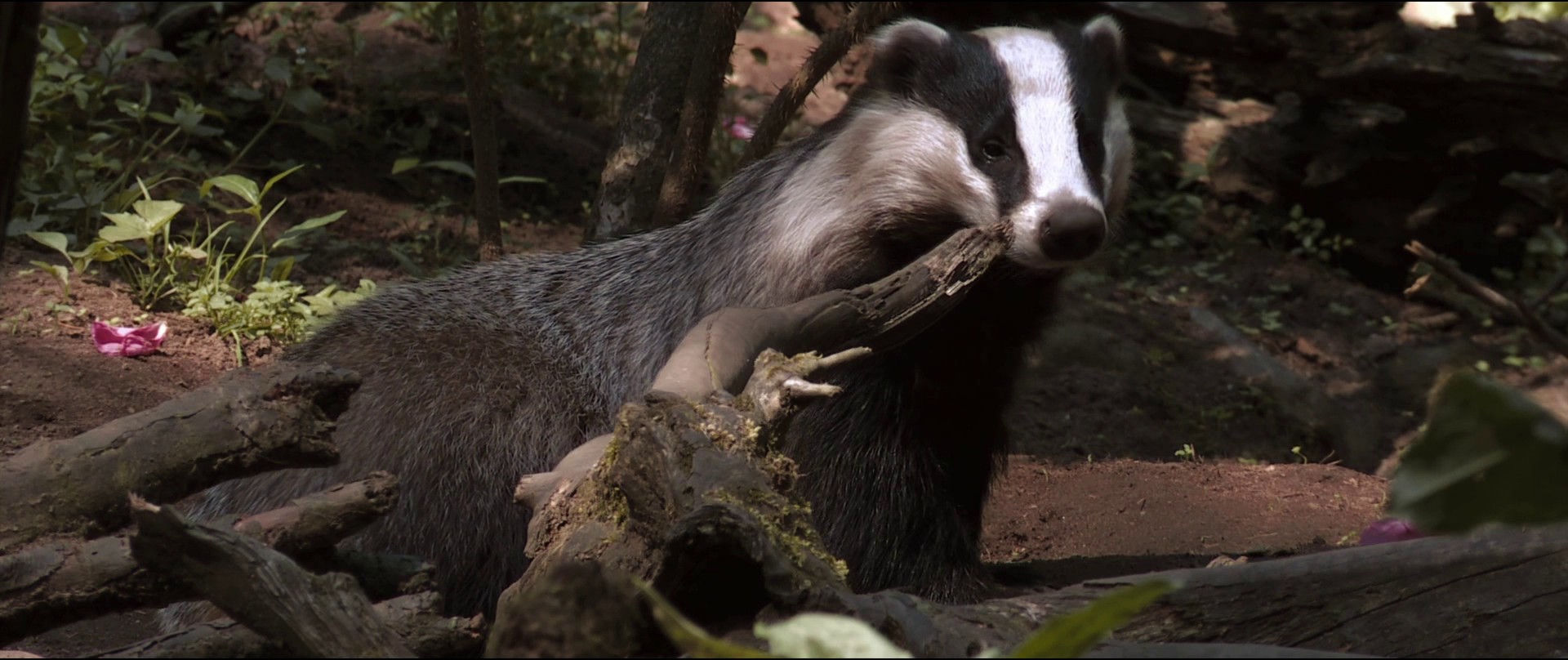 The Gentlemen (2019) —  shot,  lighting