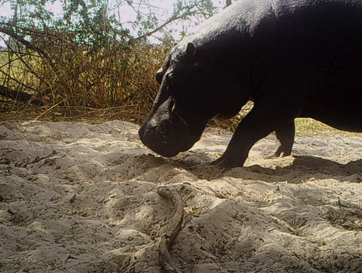 Pepe (2024) —  shot,  lighting