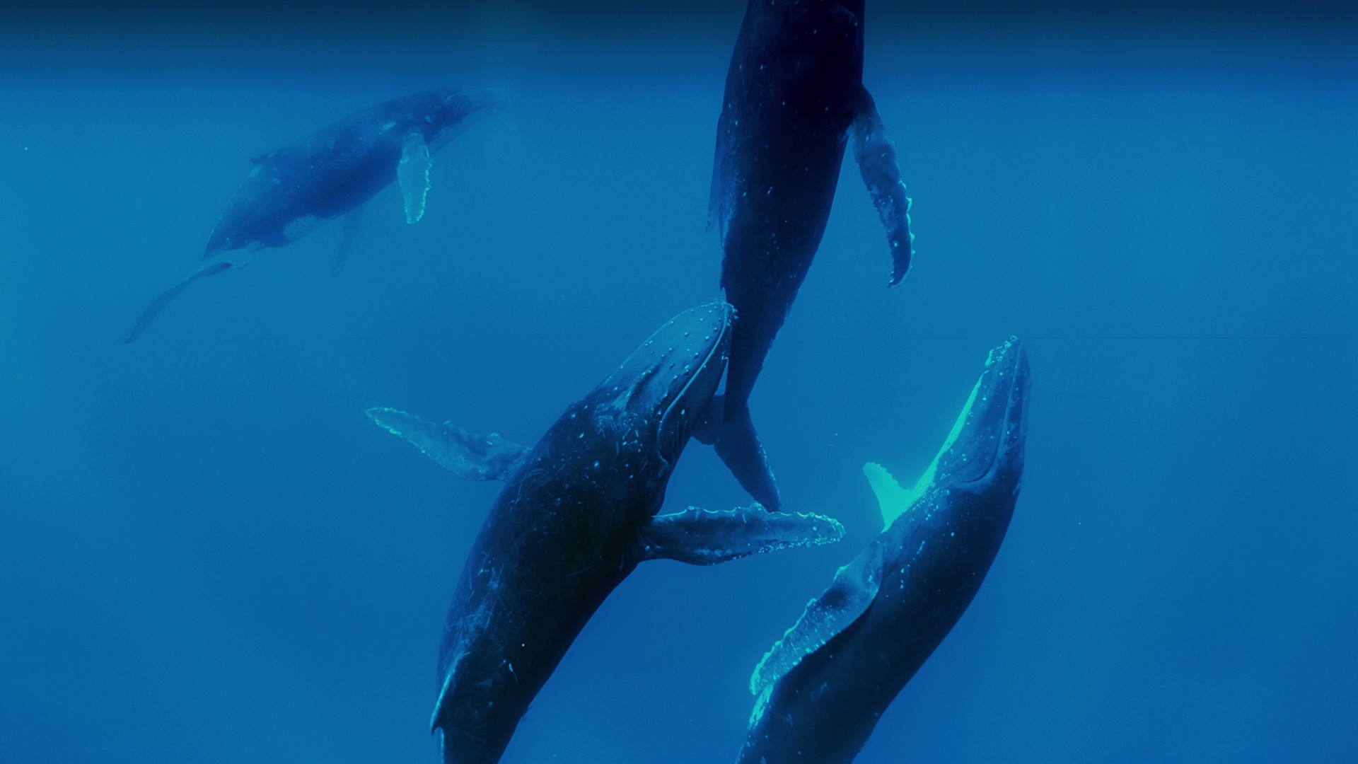 Humpback Whales (2015) —  shot,  lighting