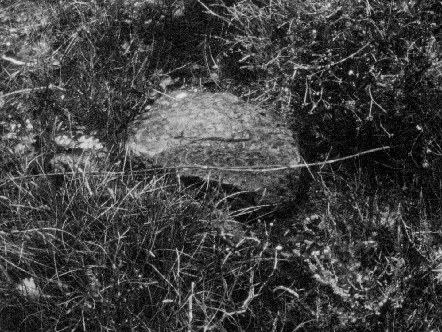 Diptych (2011) —  shot,  lighting