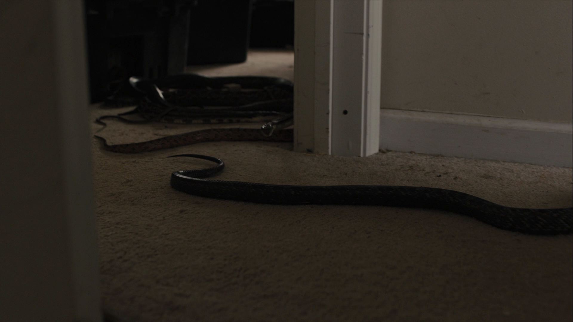 Prisoners (2013) —  shot,  lighting