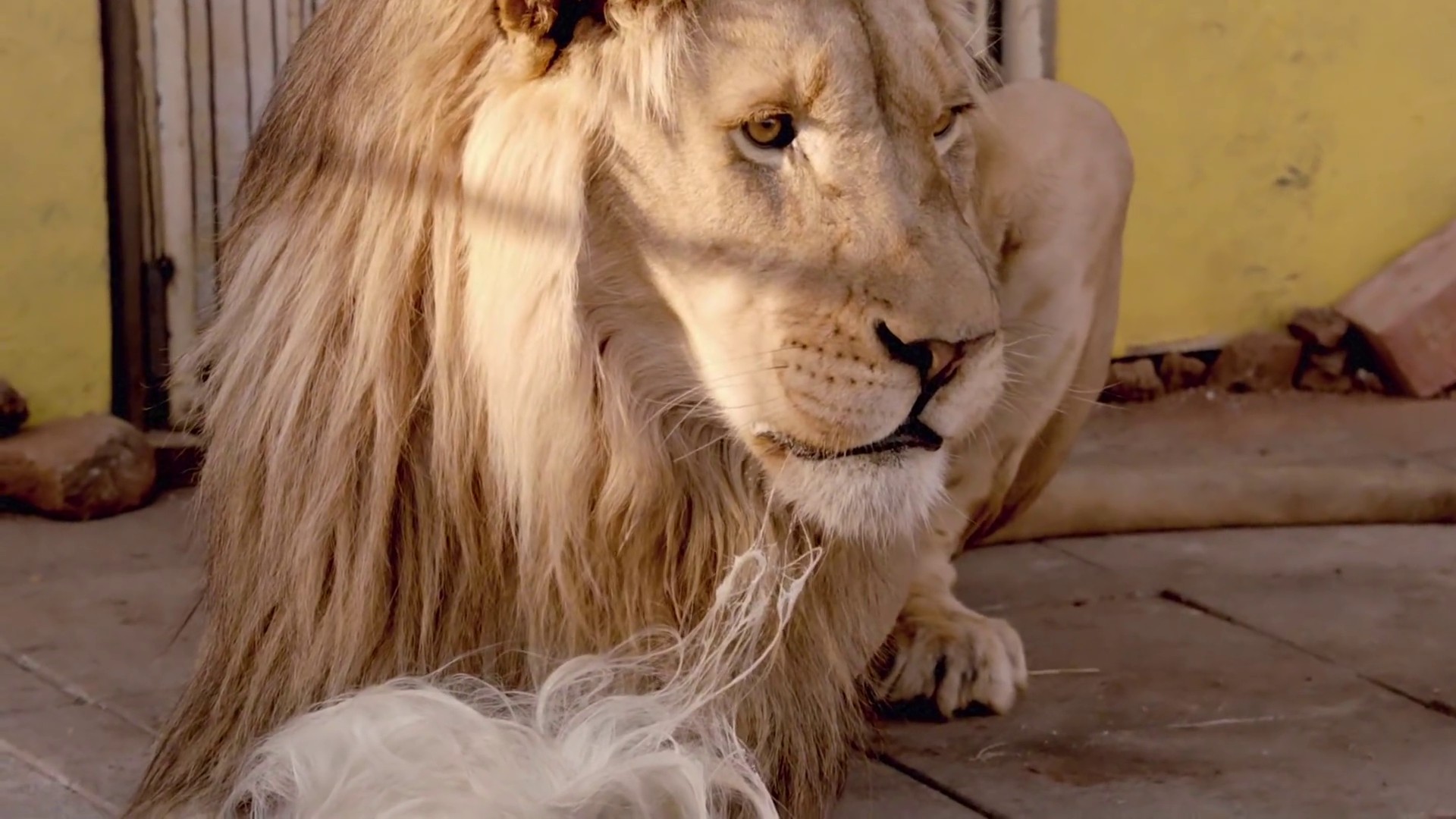 Fatty Boom Boom (2012) —  shot,  lighting