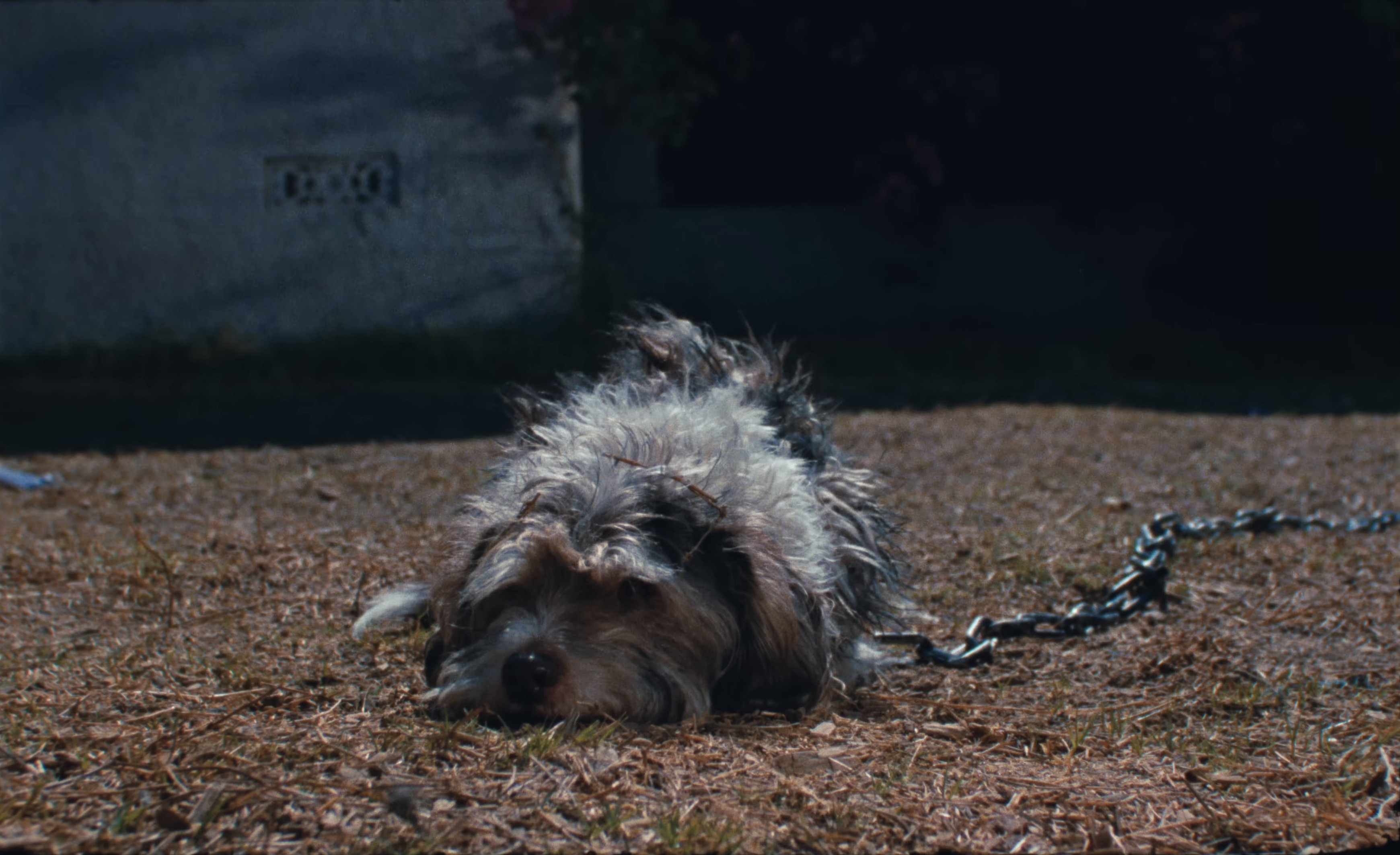 Dreamin’ (2025) —  shot,  lighting