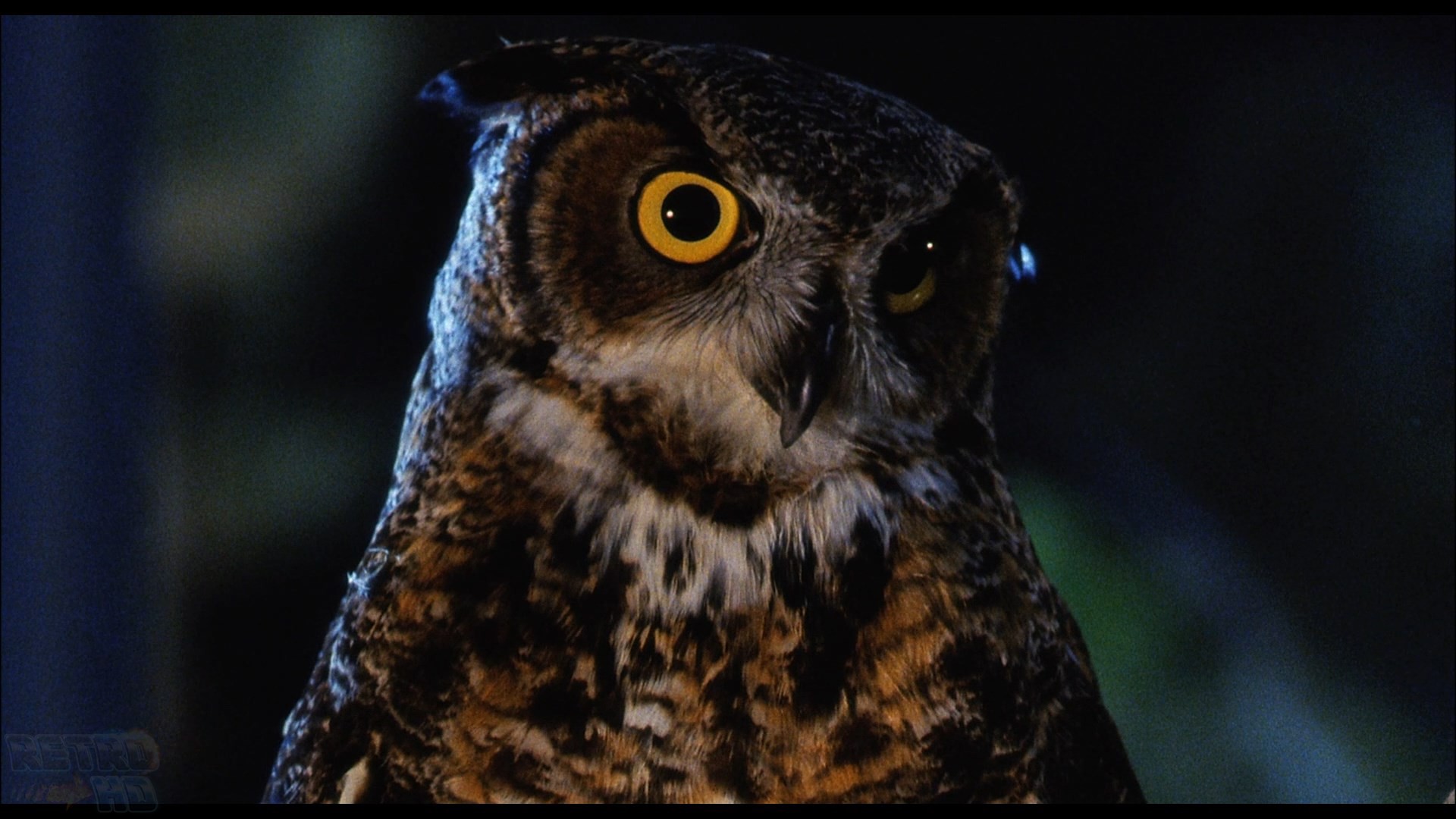 The Guardian (1990) —  shot,  lighting