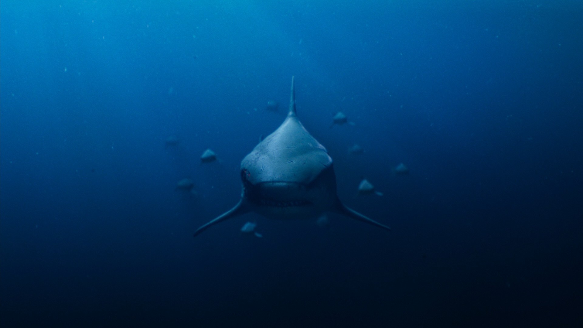 Deep Blue Sea 2 (2018) —  shot,  lighting