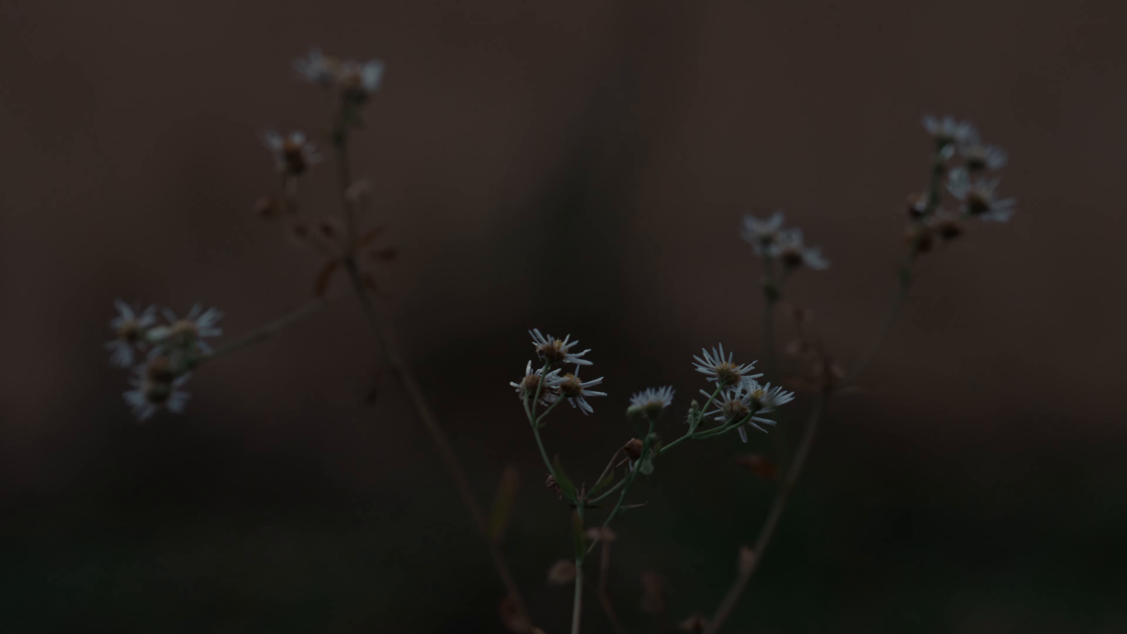 tenk(e)i (2026) —  shot,  lighting