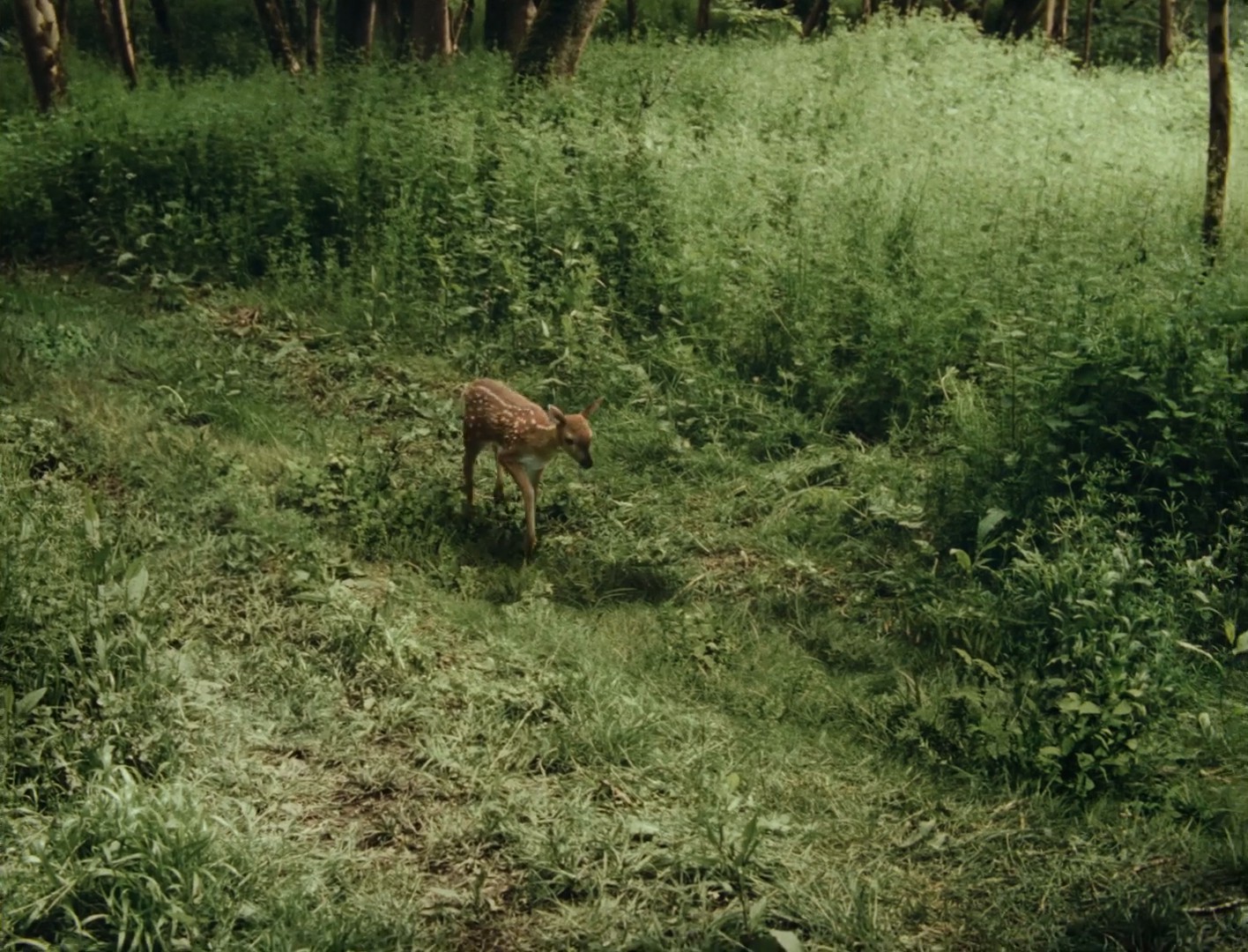 The Fawn (2024) —  shot,  lighting