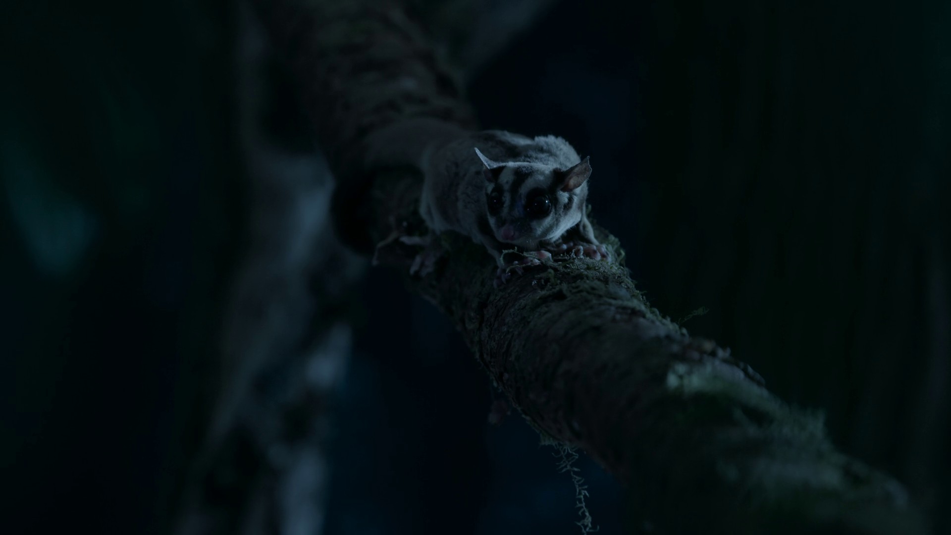 Inheriting the Earth (2023) —  shot,  lighting