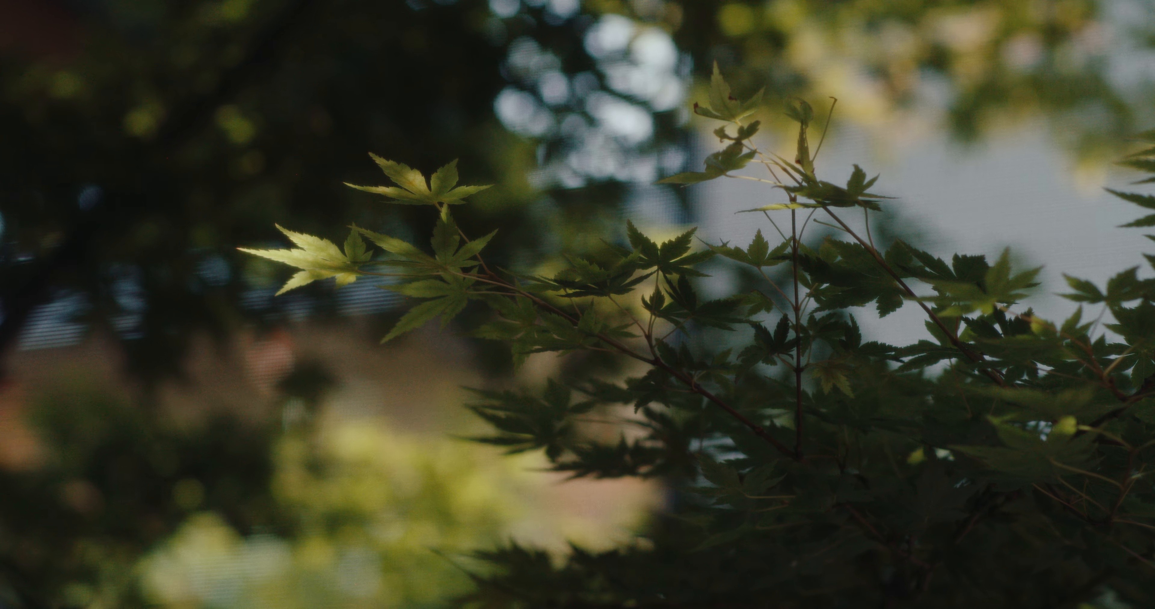 NGAY LÚC NÀY (2025) —  shot,  lighting