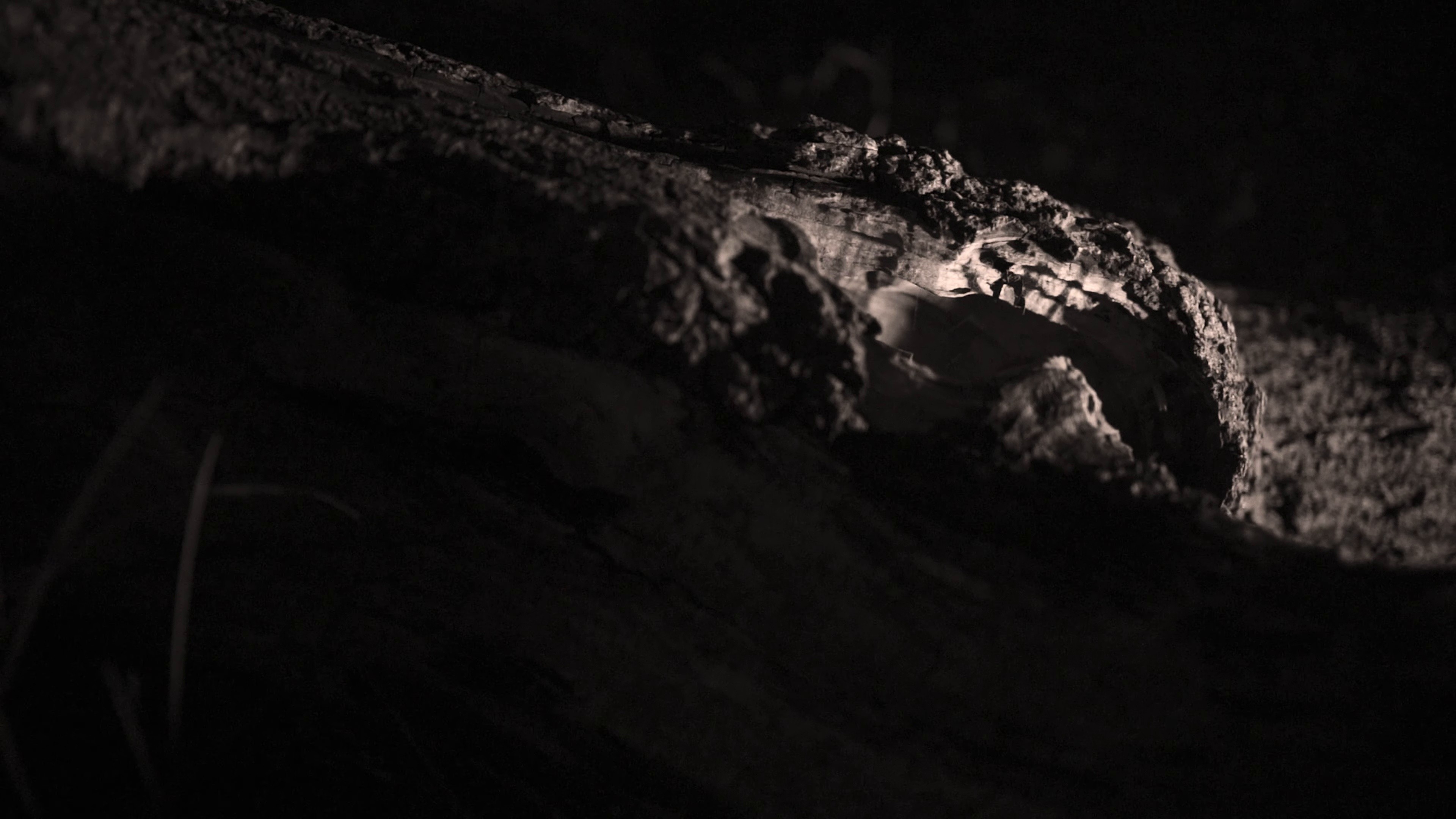 The Mercy of The Hagetisse (2025) —  shot,  lighting