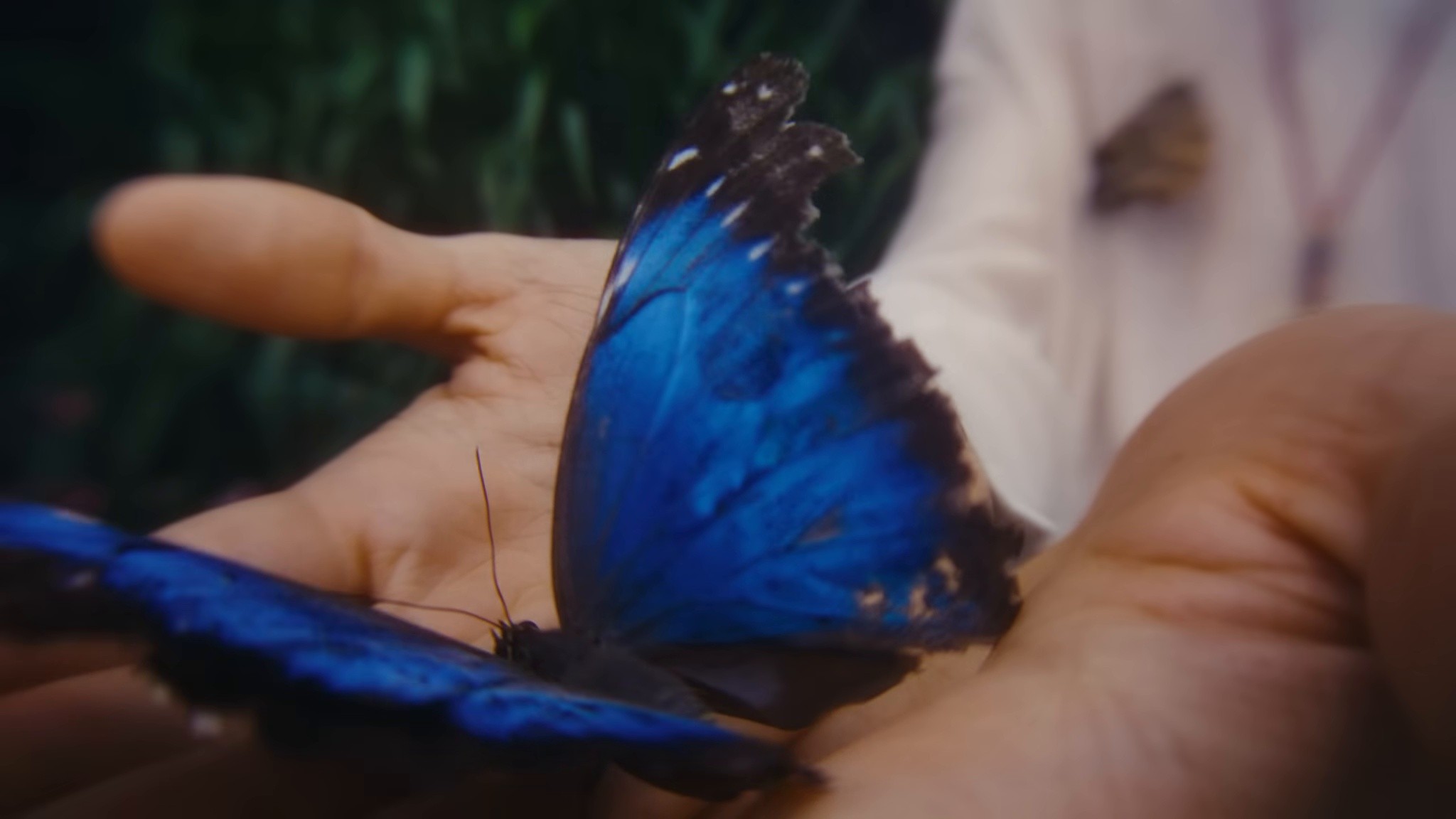 Heaven (Butterflies) (2025) —  shot,  lighting
