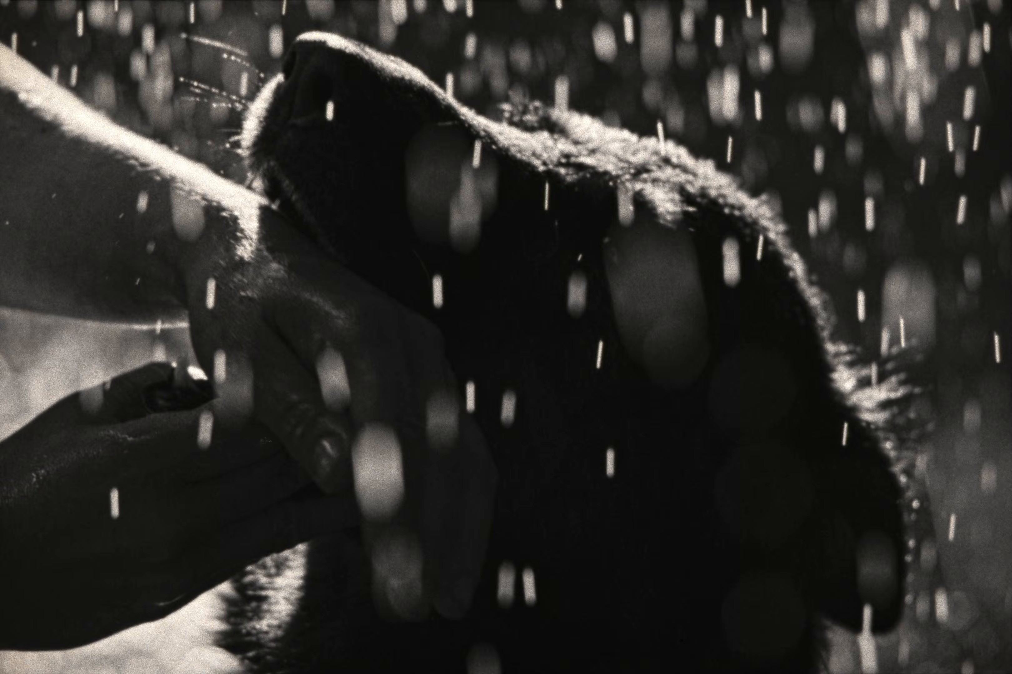 SI LE SOLEIL EXISTE (2025) —  shot,  lighting