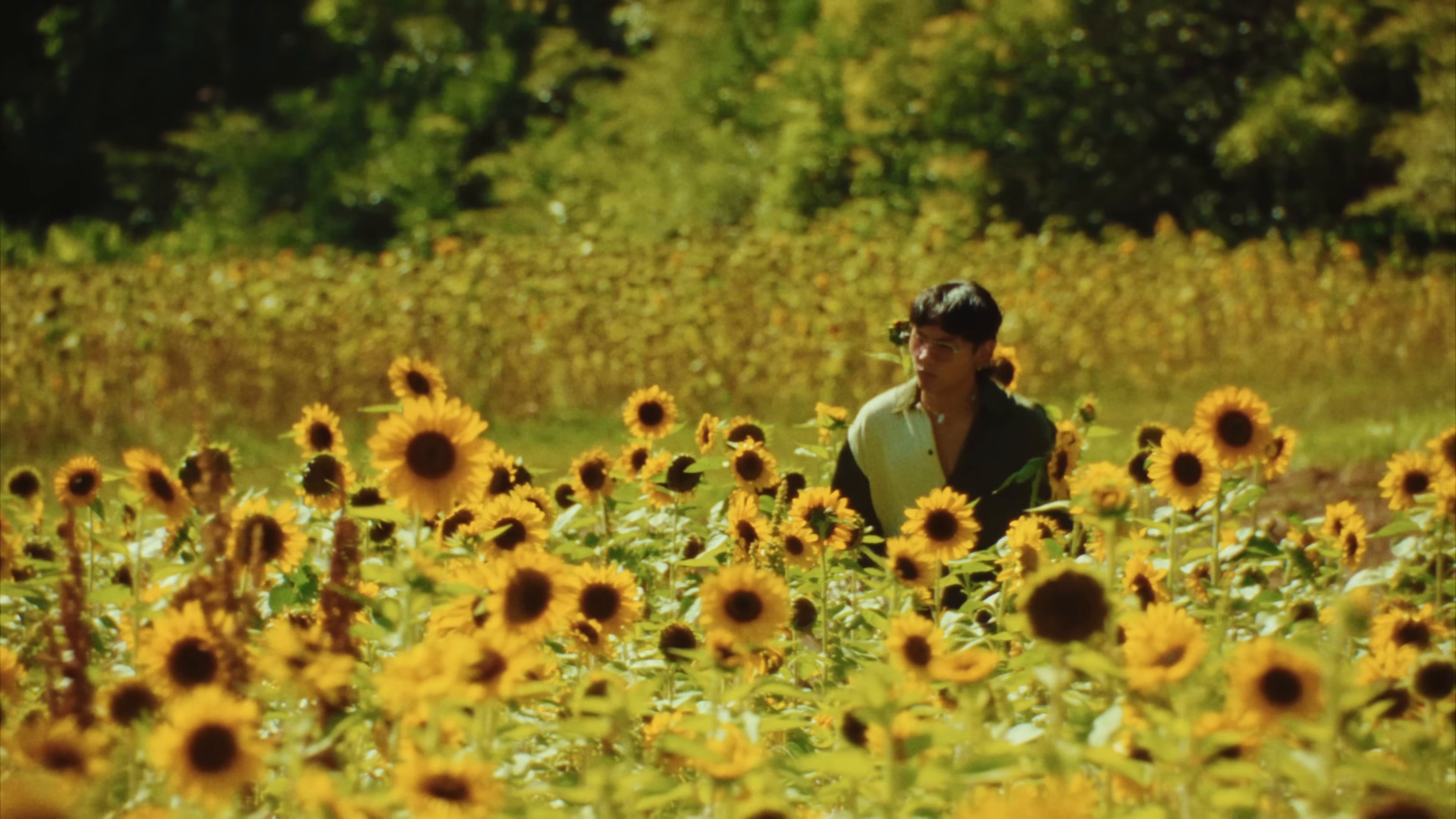 Dandelion (2025) —  shot,  lighting