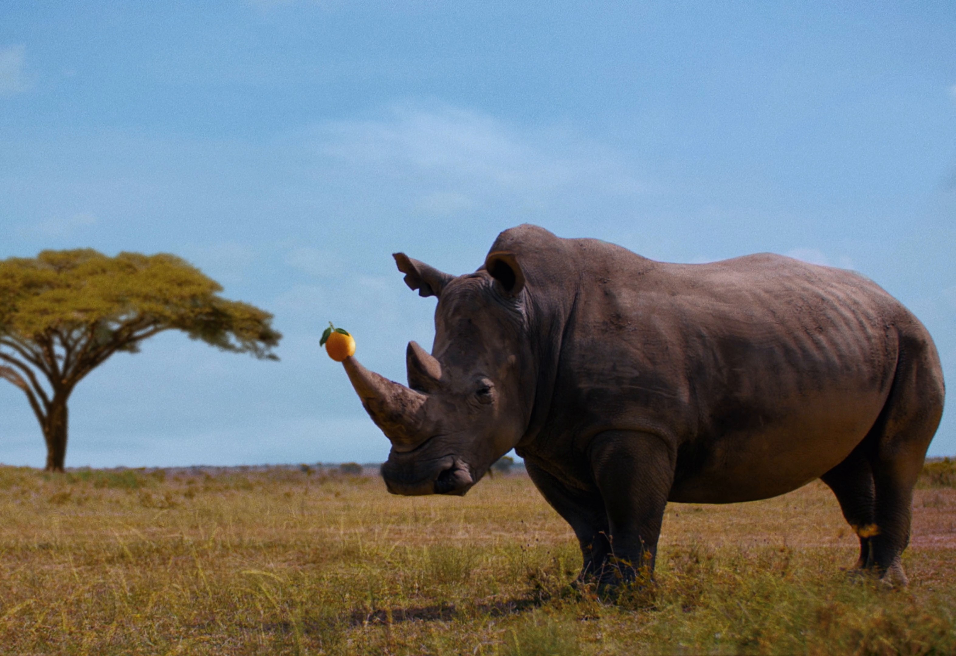 ORANGINA 'Les Oranges' (DC) (2024) —  shot,  lighting