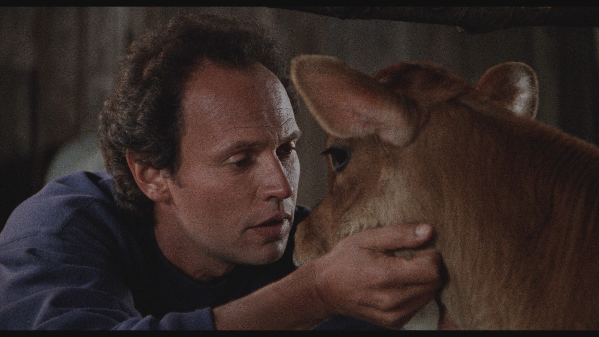 City Slickers (1991) —  shot,  lighting