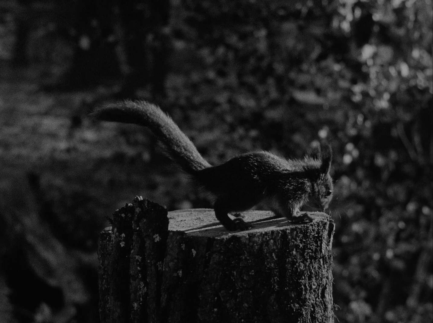 The Seventh Seal (1957) —  shot,  lighting