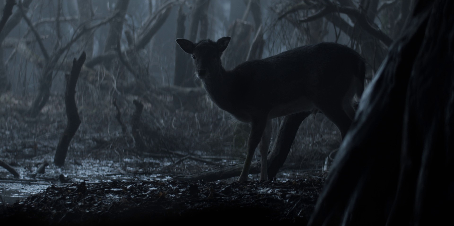 The End's Beginning (2019) —  shot,  lighting