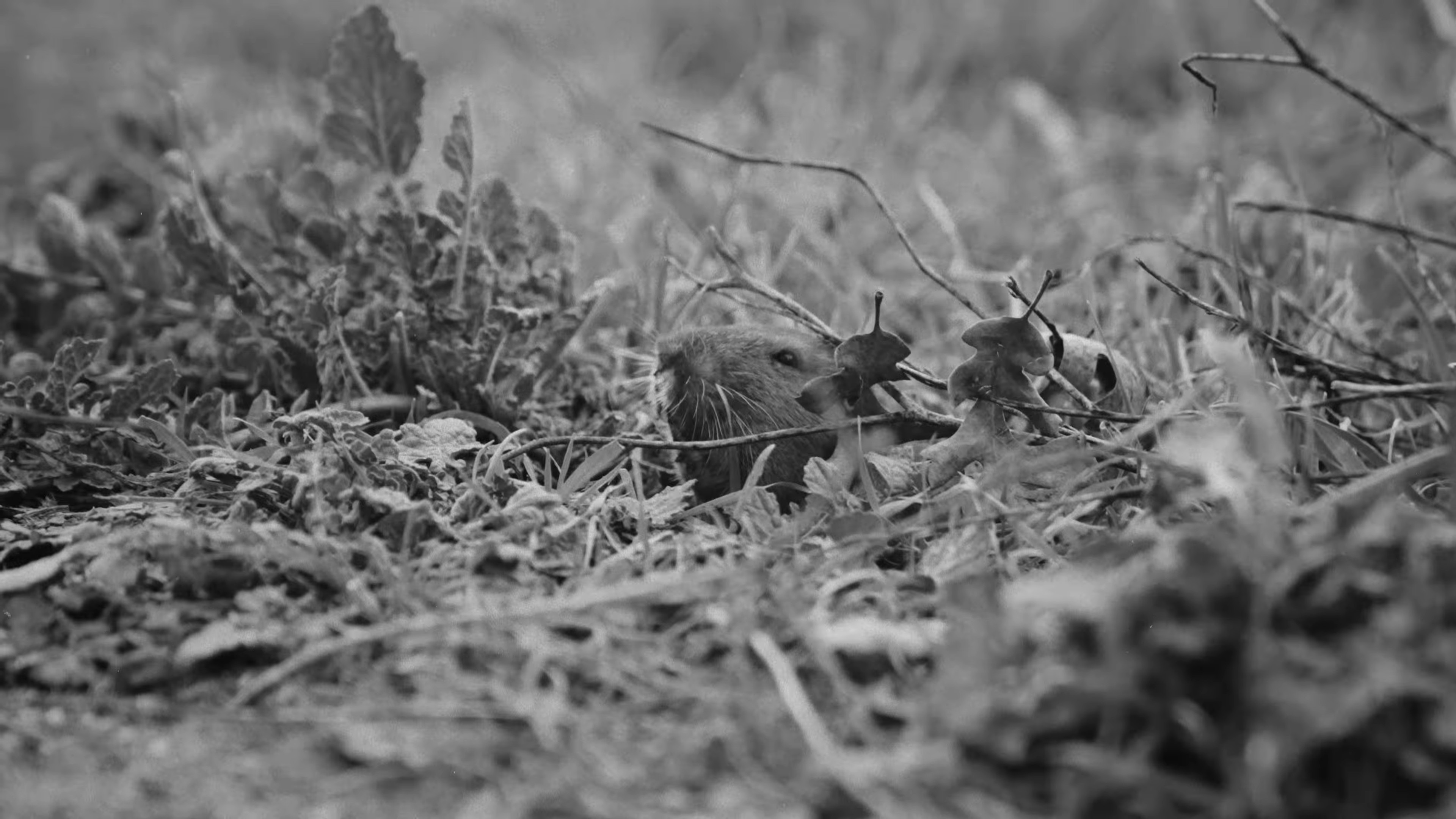 Instincts (2024) —  shot,  lighting