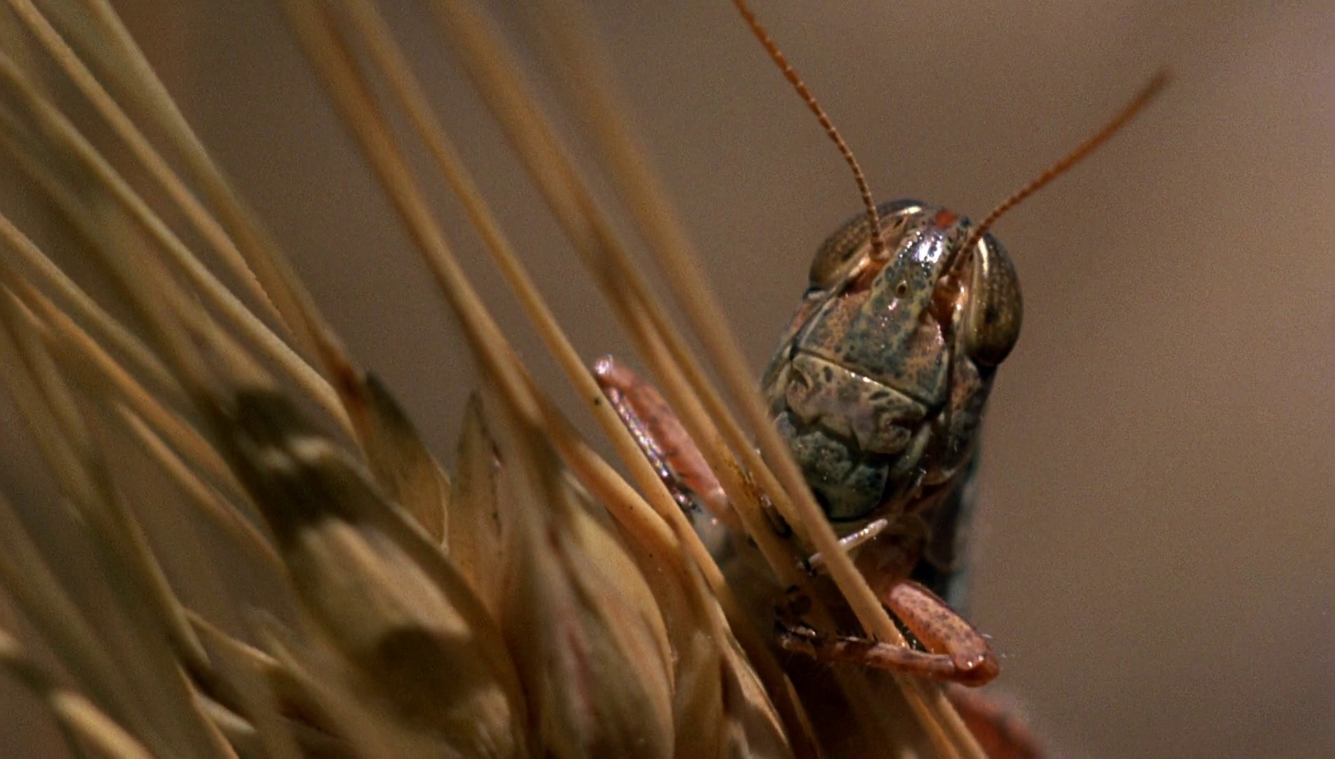 Days of Heaven (1978) —  shot,  lighting