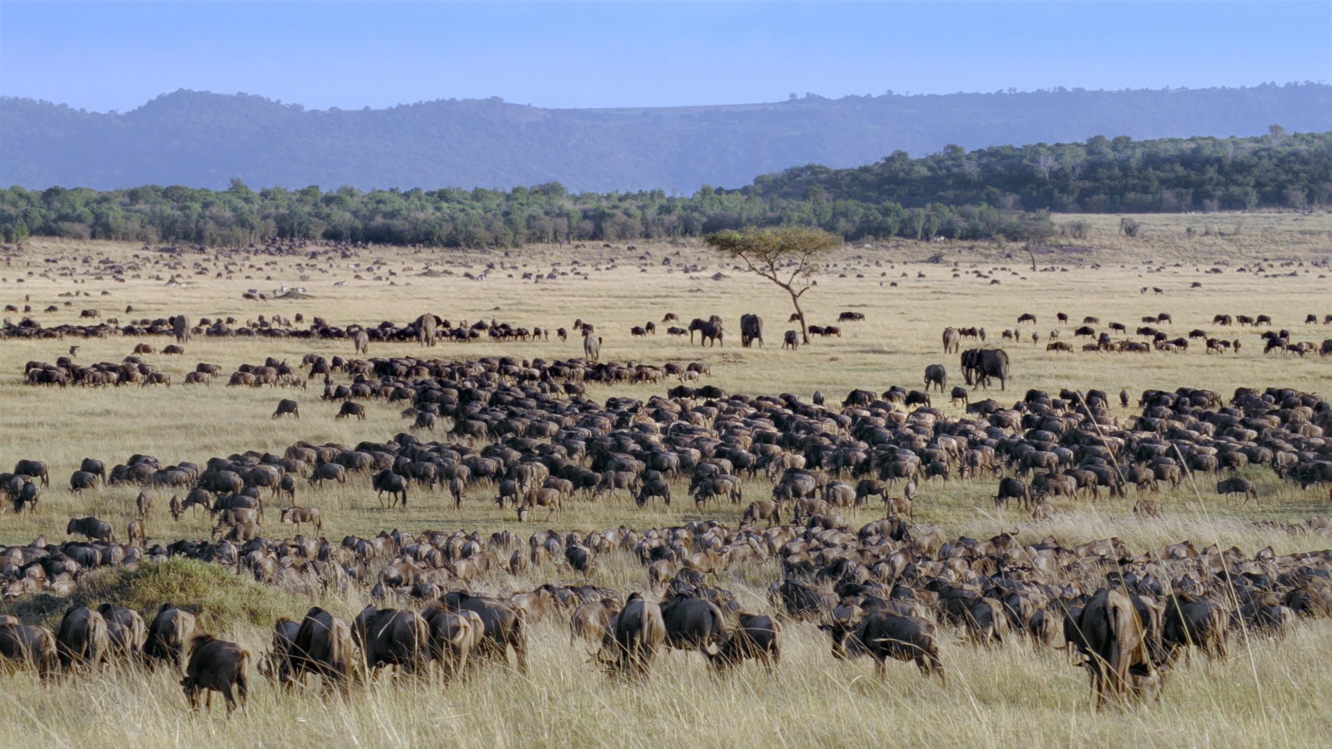 African Cats (2011) —  shot,  lighting