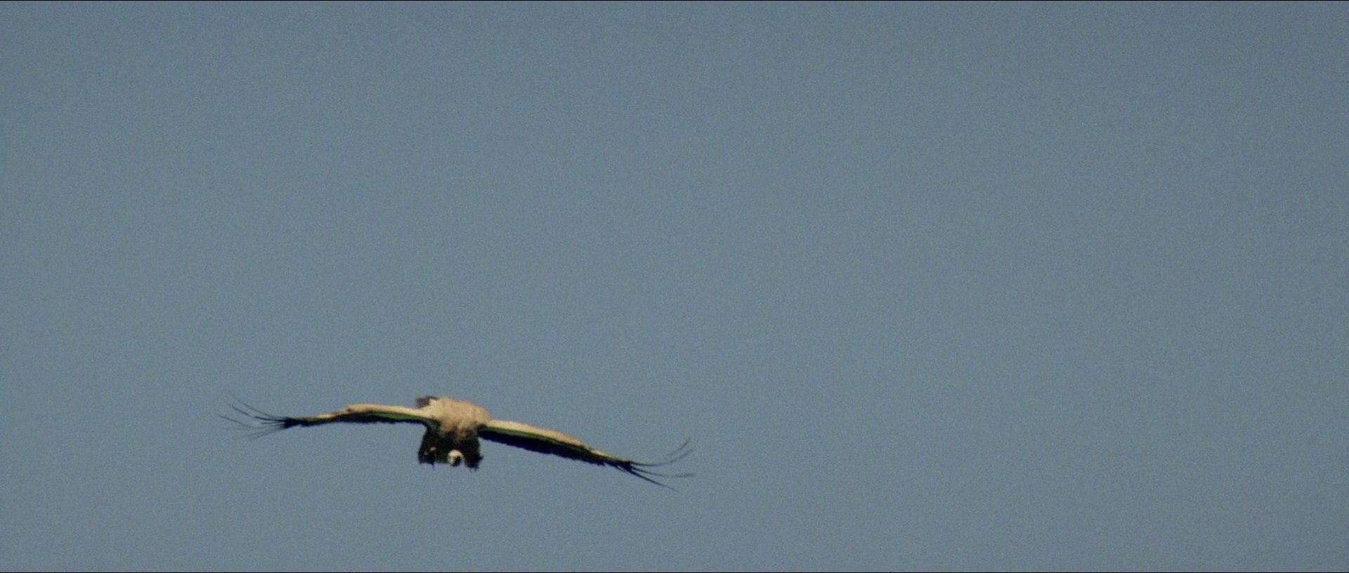 The Horse Thief (1986) —  shot,  lighting