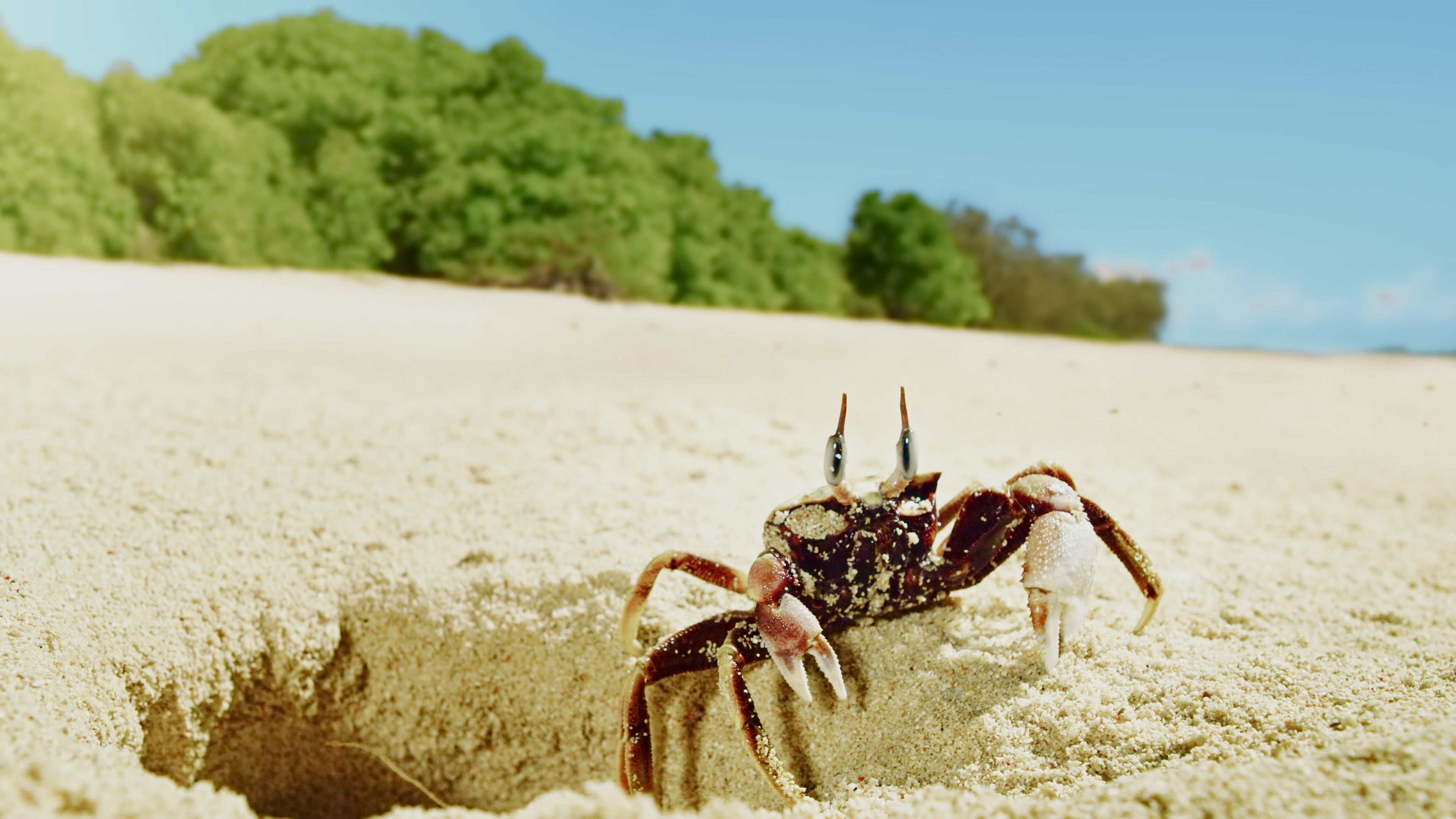 Turtle Odyssey (2018) —  shot,  lighting