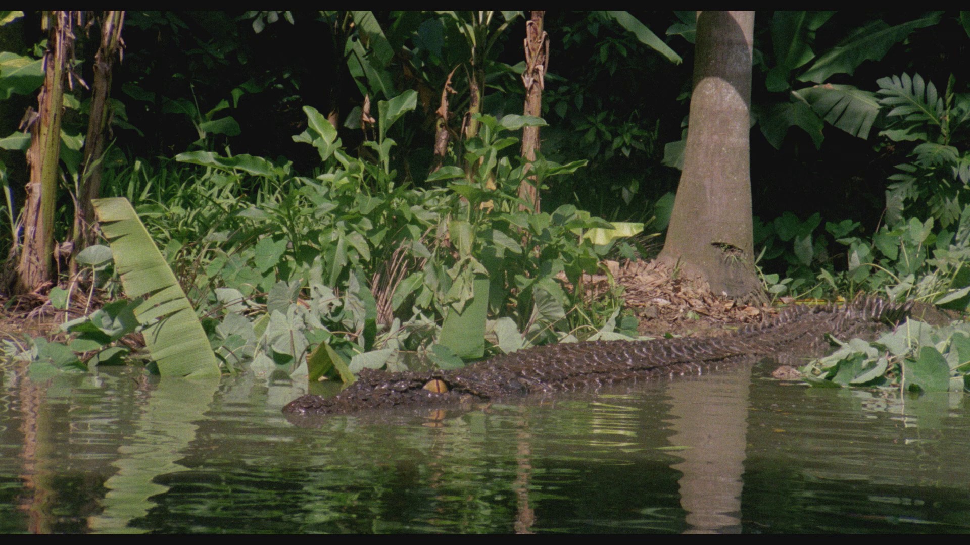 Killer Crocodile (1989) —  shot,  lighting