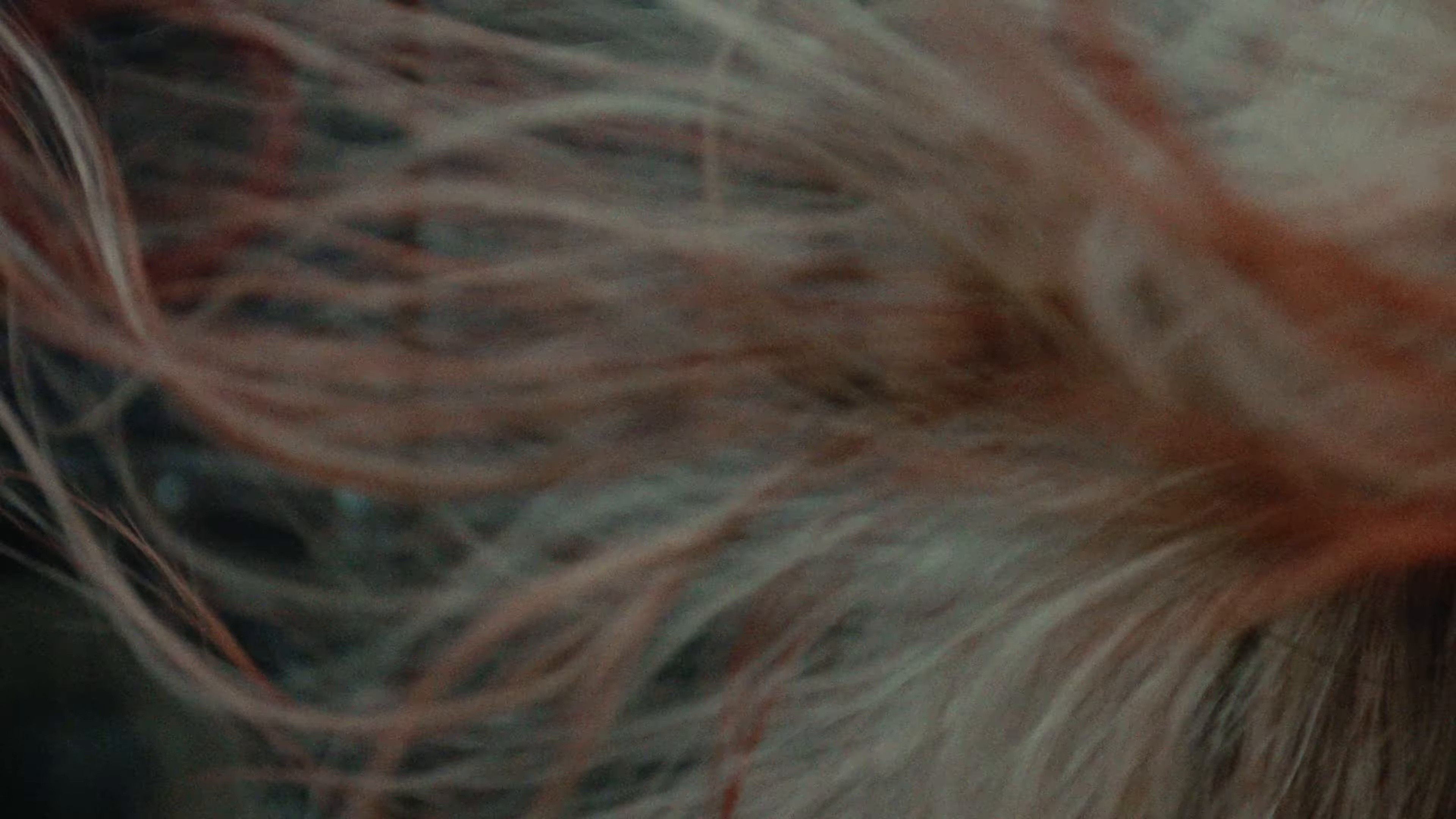 BUTTERFLY KISSES x CAN’T WIN EM ALL (2025) —  shot,  lighting