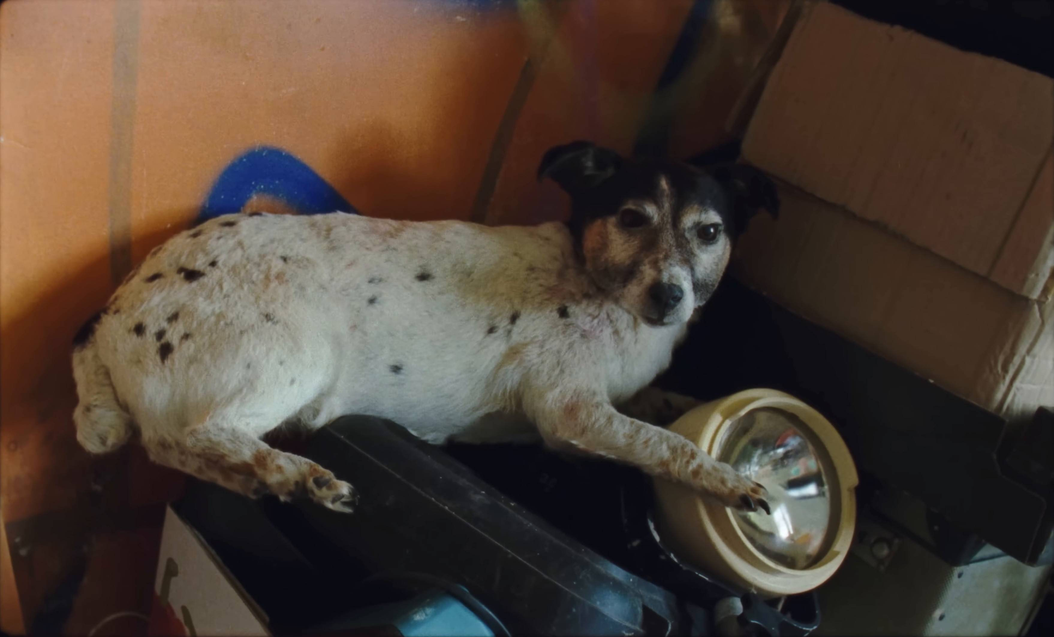 Bug (2024) —  shot,  lighting