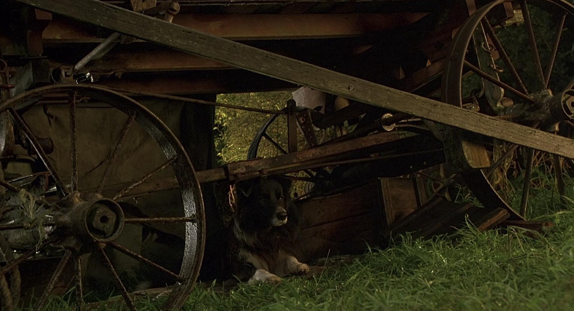 Babe (1995) —  shot,  lighting