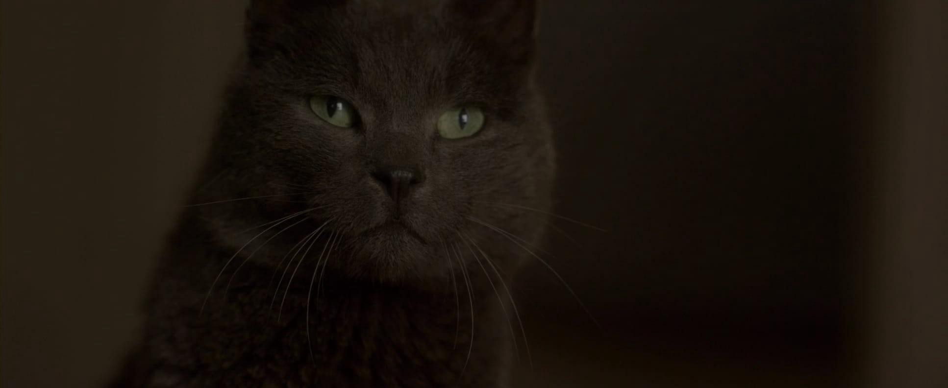 Elle (2016) —  shot,  lighting