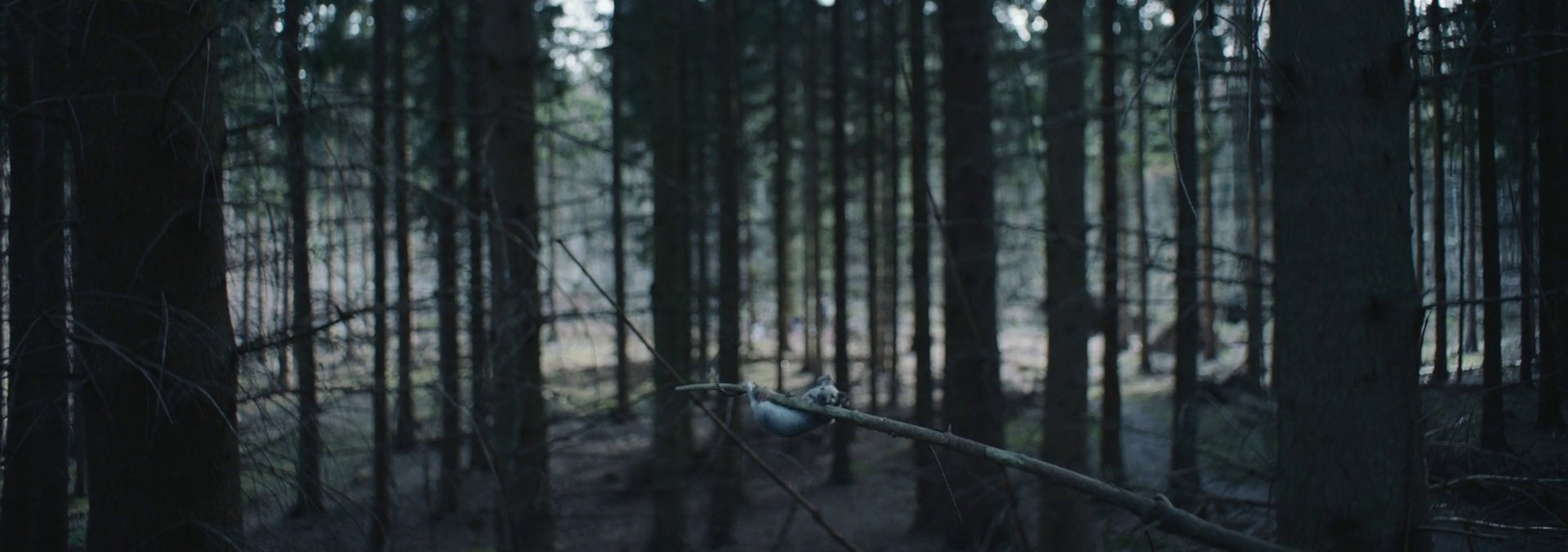 in Cold Blood (2017) —  shot,  lighting