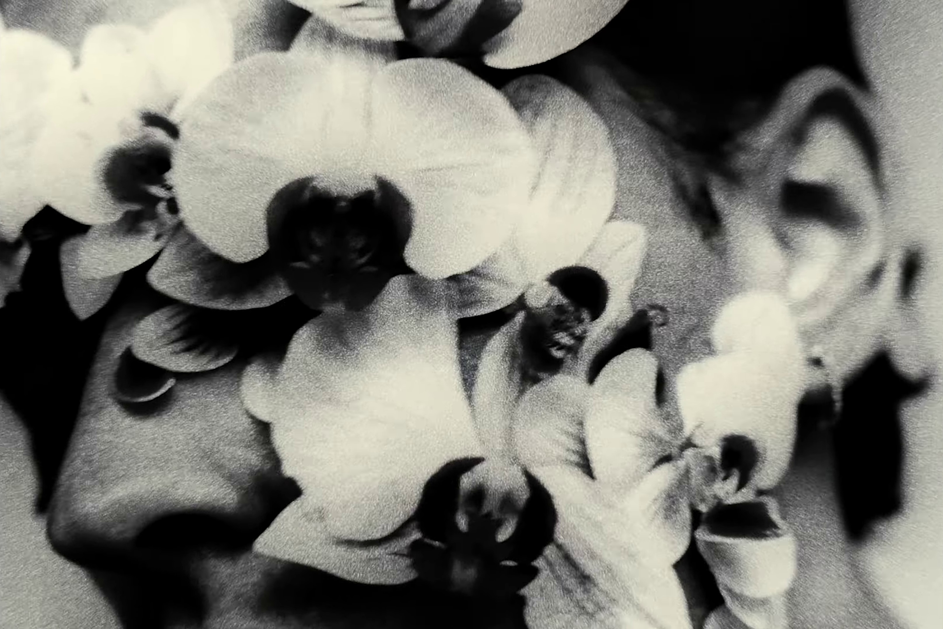 Hounds (2022) —  shot,  lighting