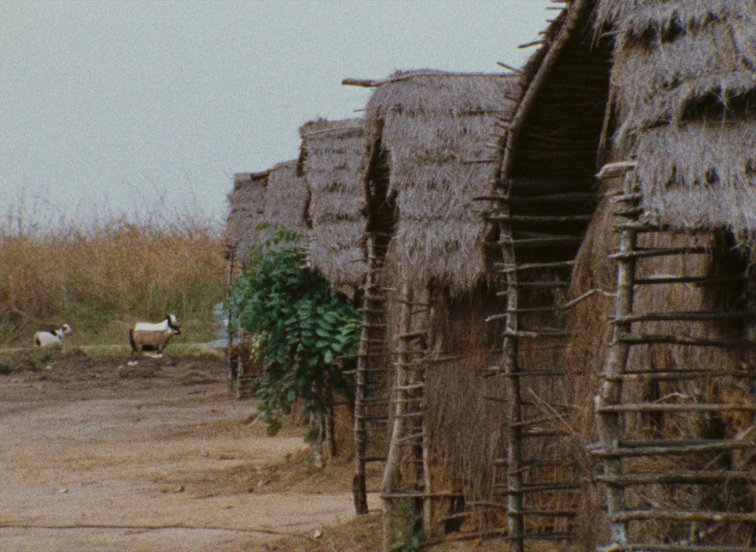 Sambizanga (1972) —  shot,  lighting