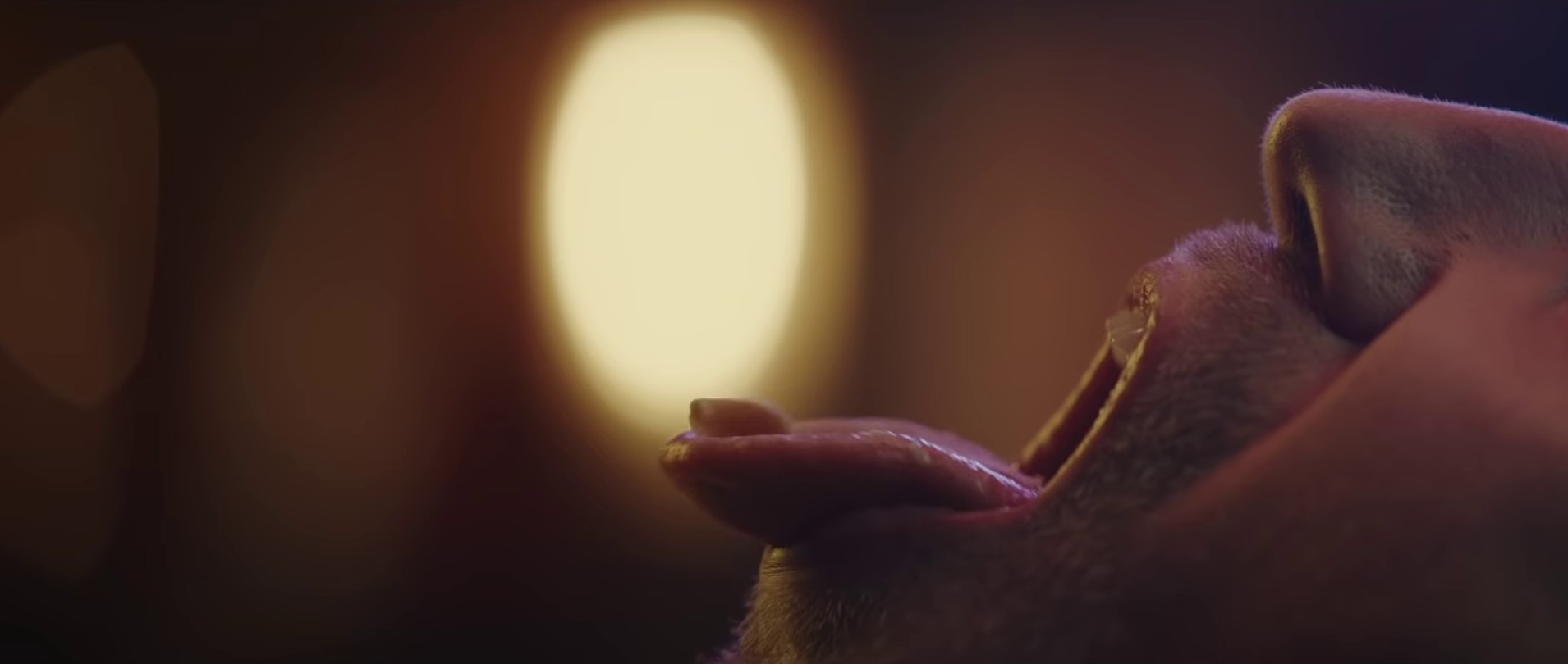 Waf  (2021) —  shot,  lighting