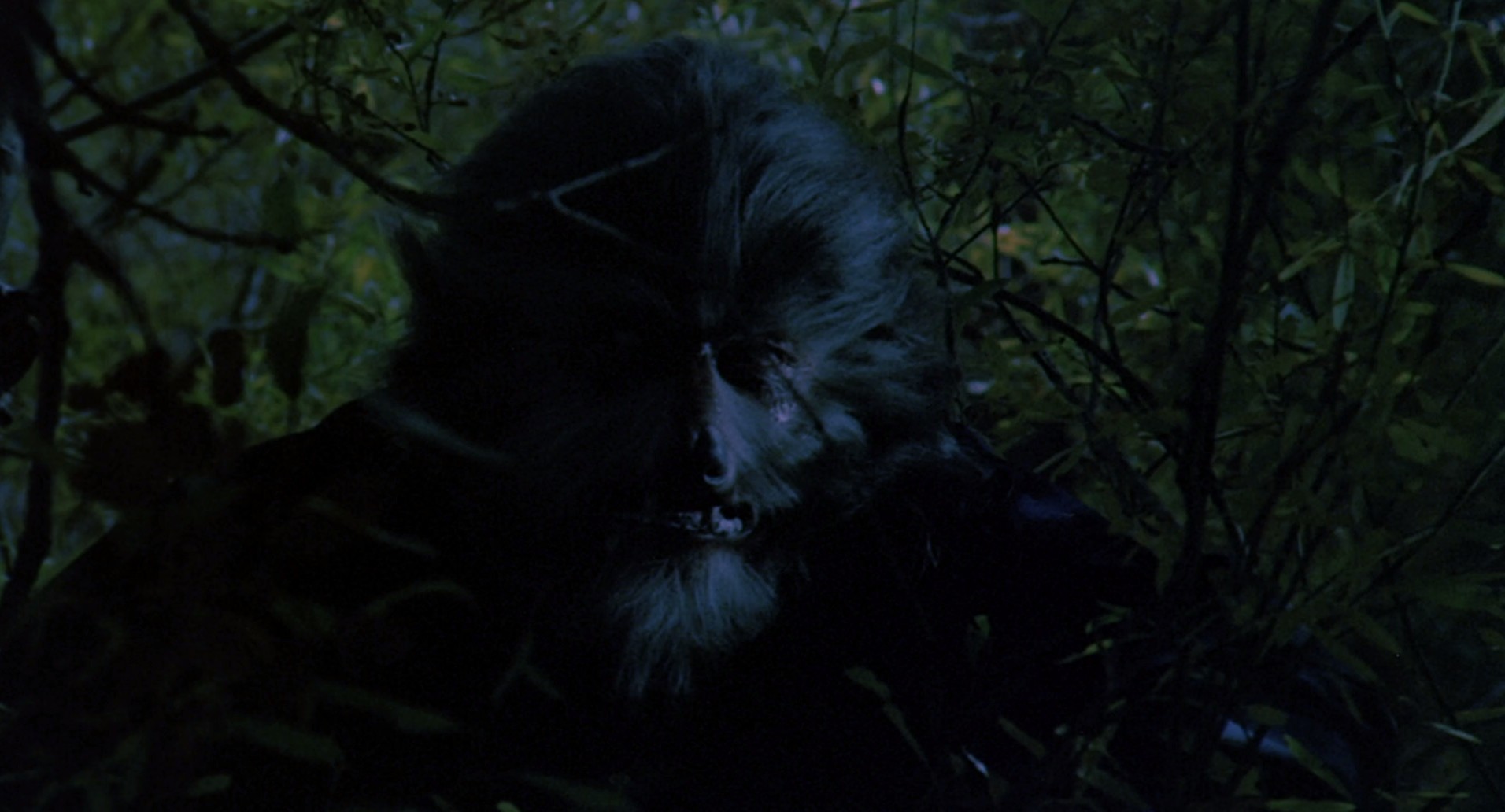 The Boy Who Cried Werewolf (1973) —  shot,  lighting