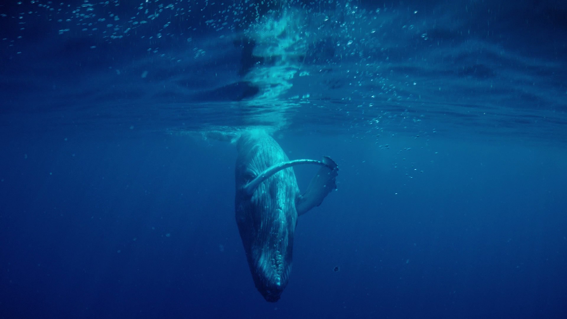 Humpback Whales (2015) —  shot,  lighting