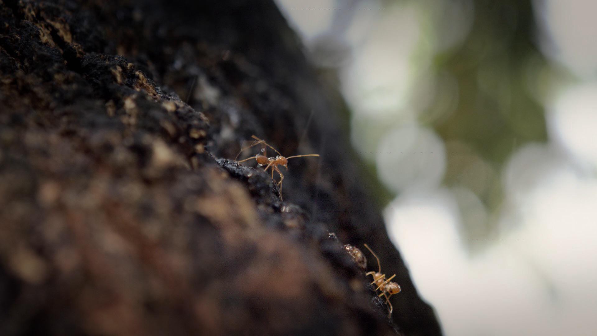 The Man with the Iron Fists (2012) —  shot,  lighting