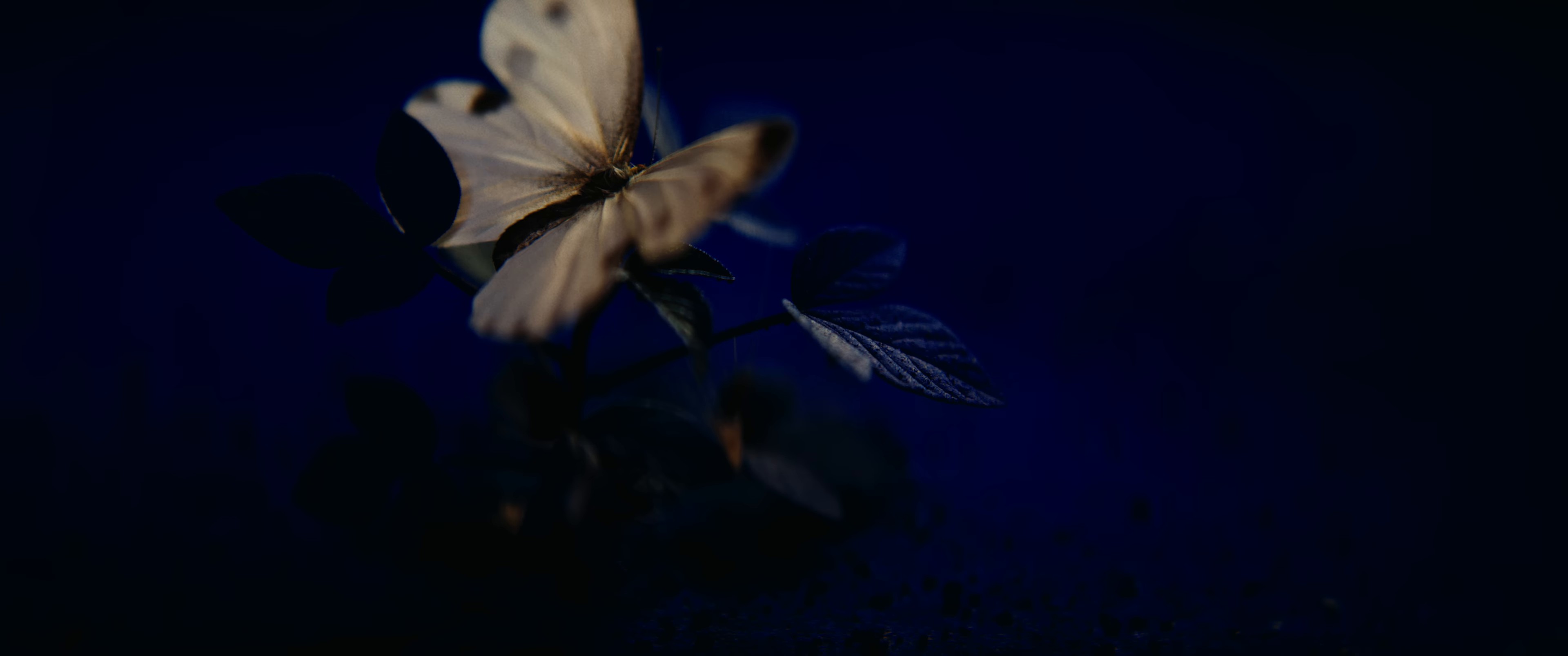 Nâng Chén Tiêu Sầu (2024) —  shot,  lighting