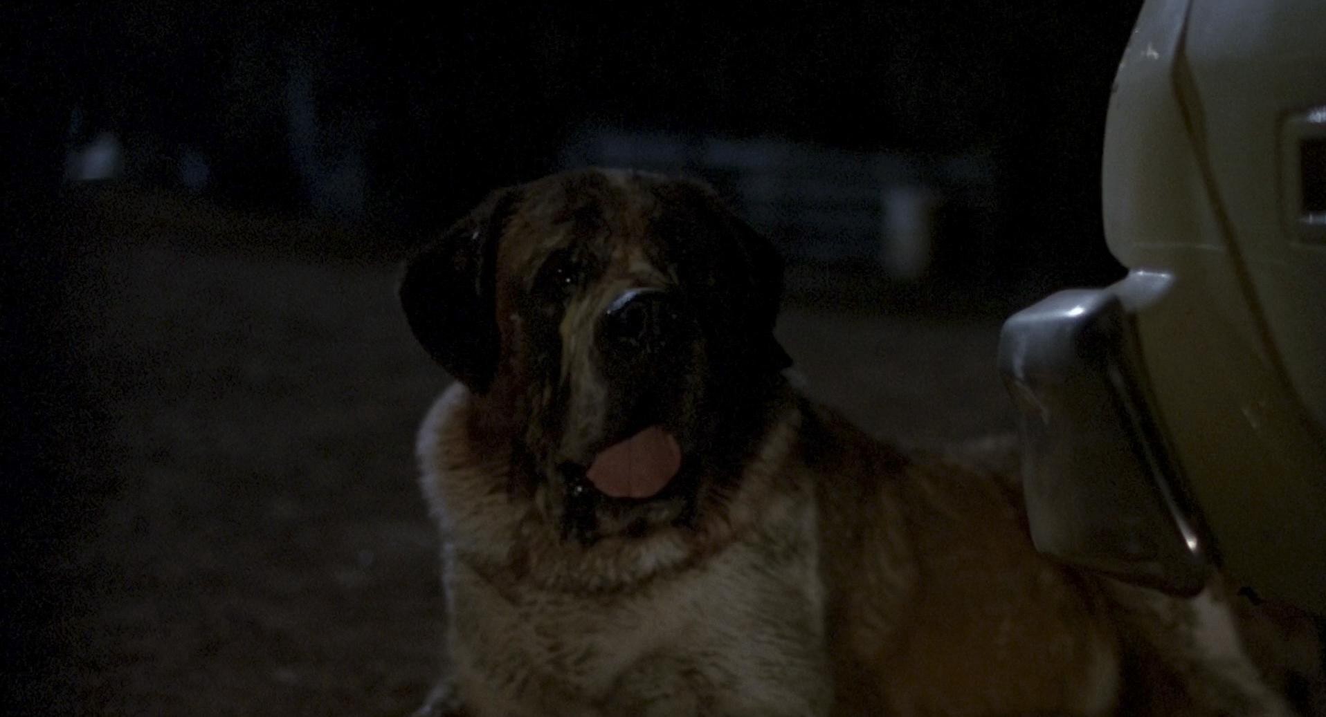 Cujo (1983) —  shot,  lighting