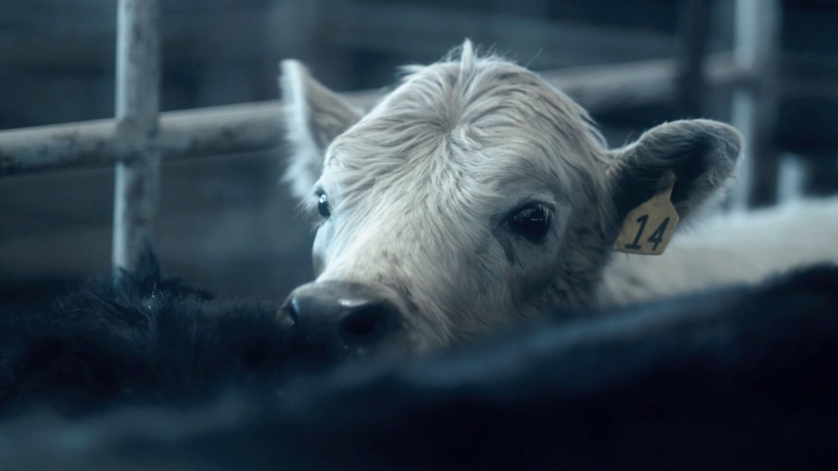 Winter's Bone (2010) —  shot,  lighting