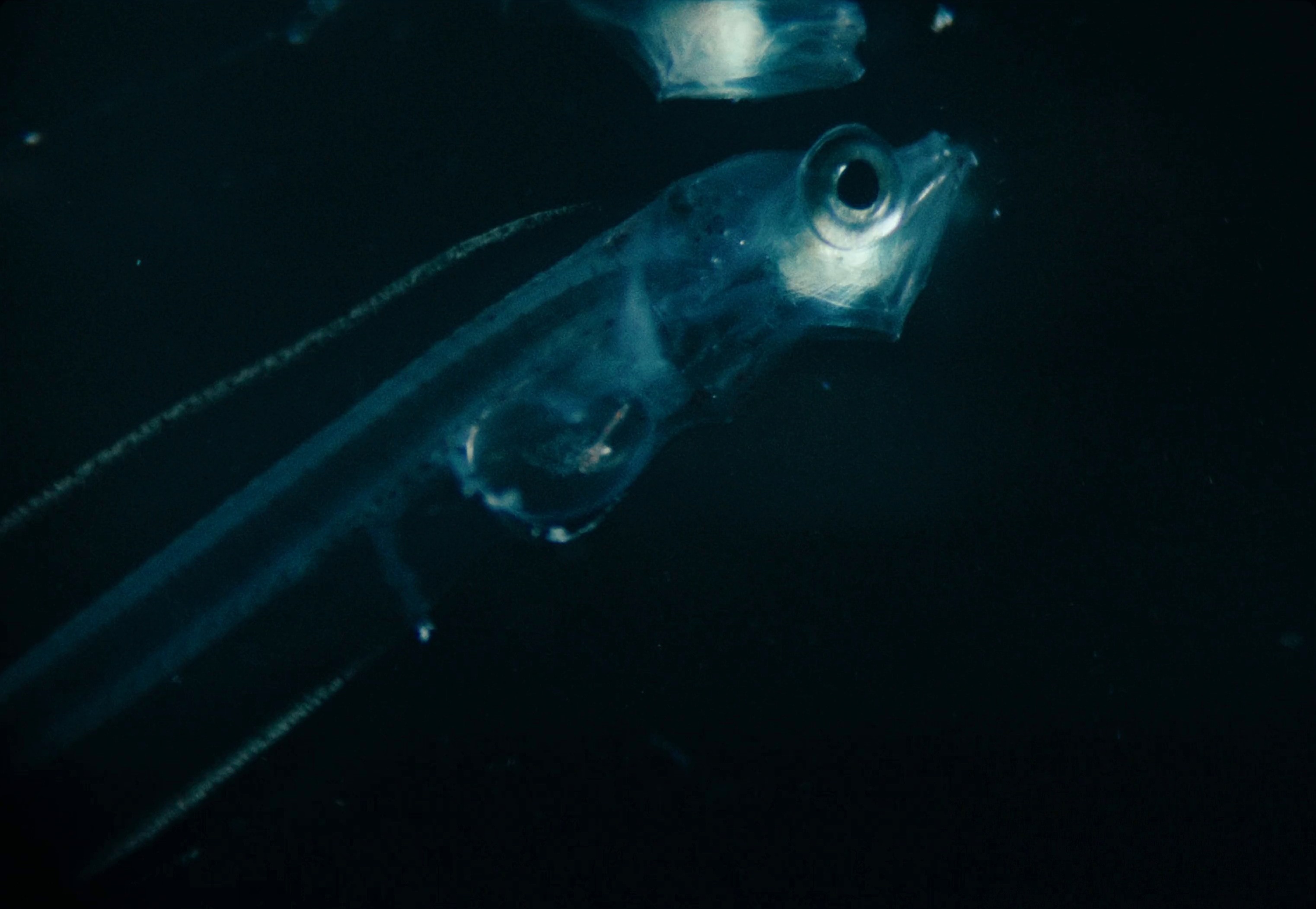 Sterling - Unleash The Magic of Halibut (2024) —  shot,  lighting