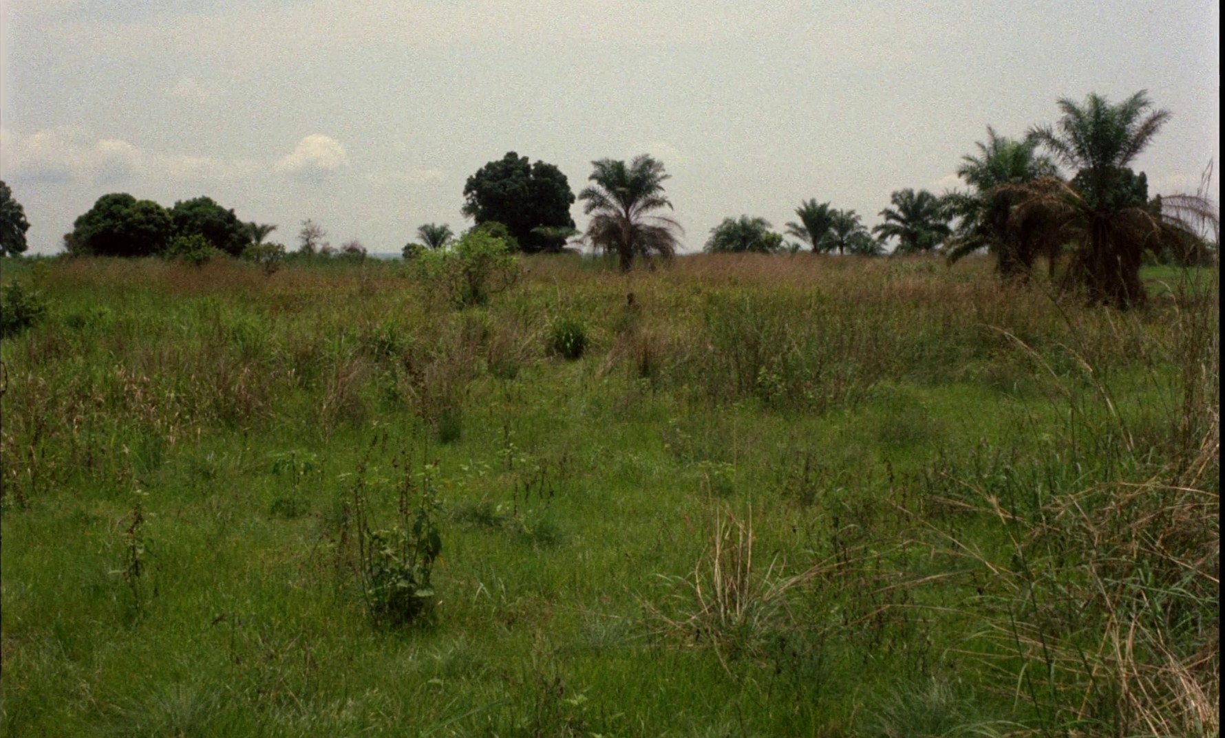 Der Leone Have Sept Cabeças (1971) —  shot,  lighting