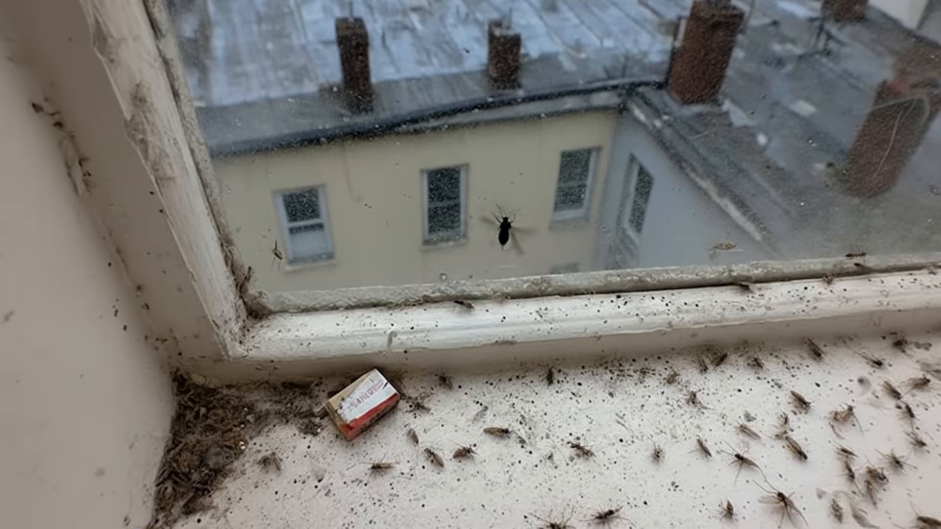 Cannibal World (2025) —  shot,  lighting