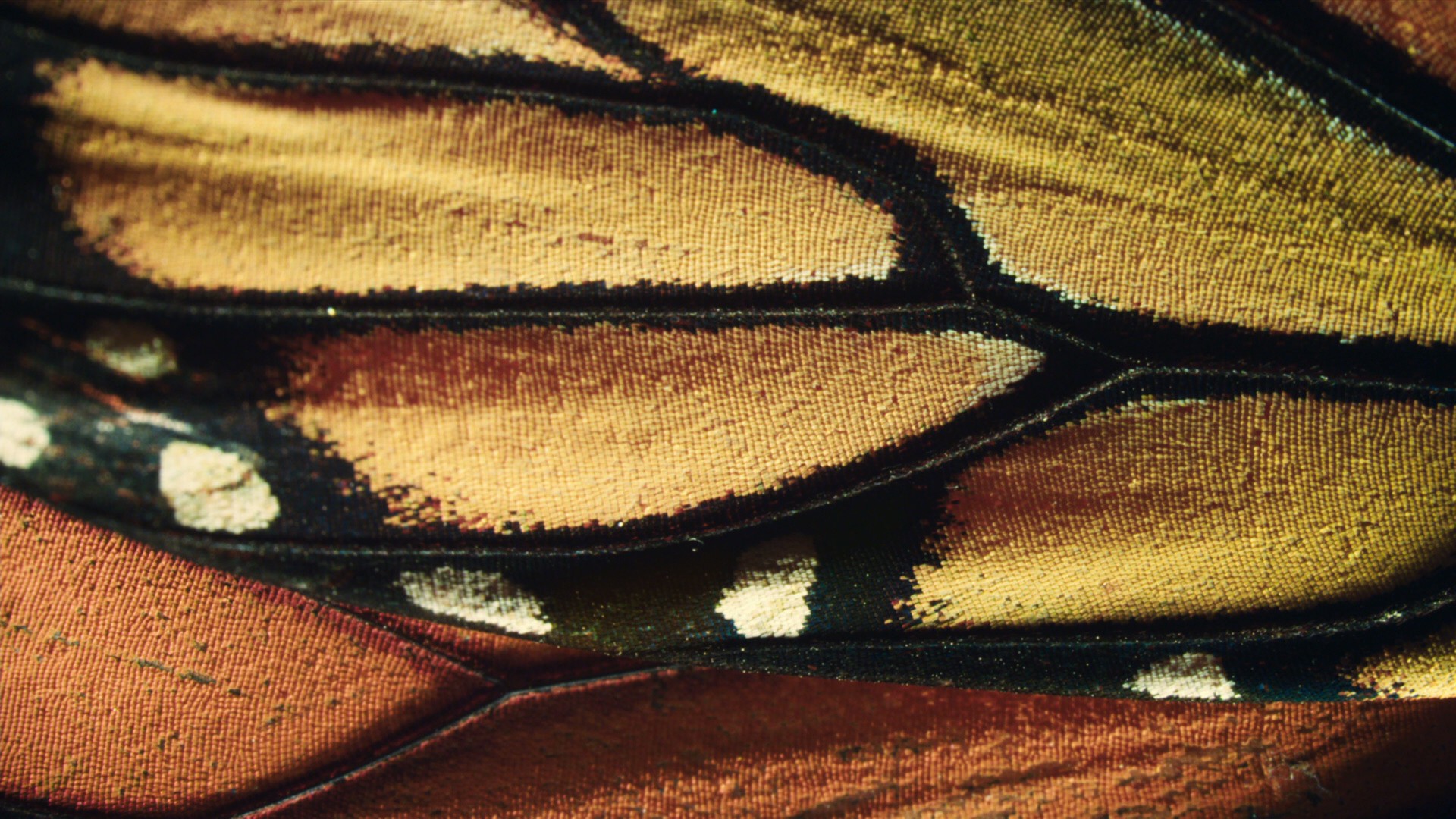 Flight of the Butterflies (2012) —  shot,  lighting