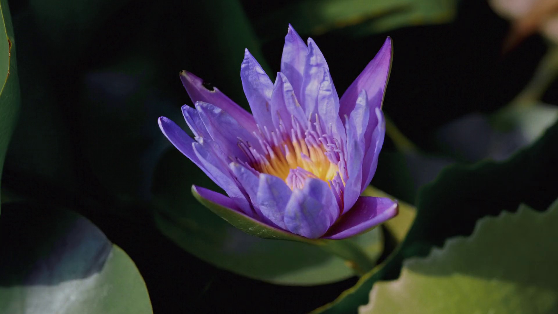 DECATHLON Spring DC (2024) —  shot,  lighting