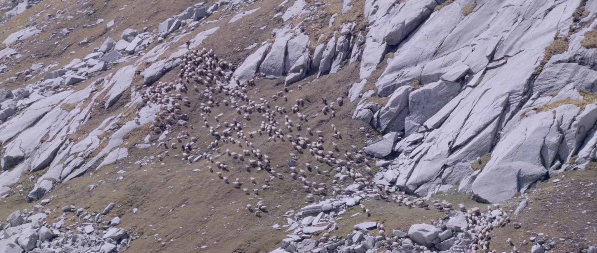 The Gold-Laden Sheep and the Sacred Mountain (2022) —  shot,  lighting