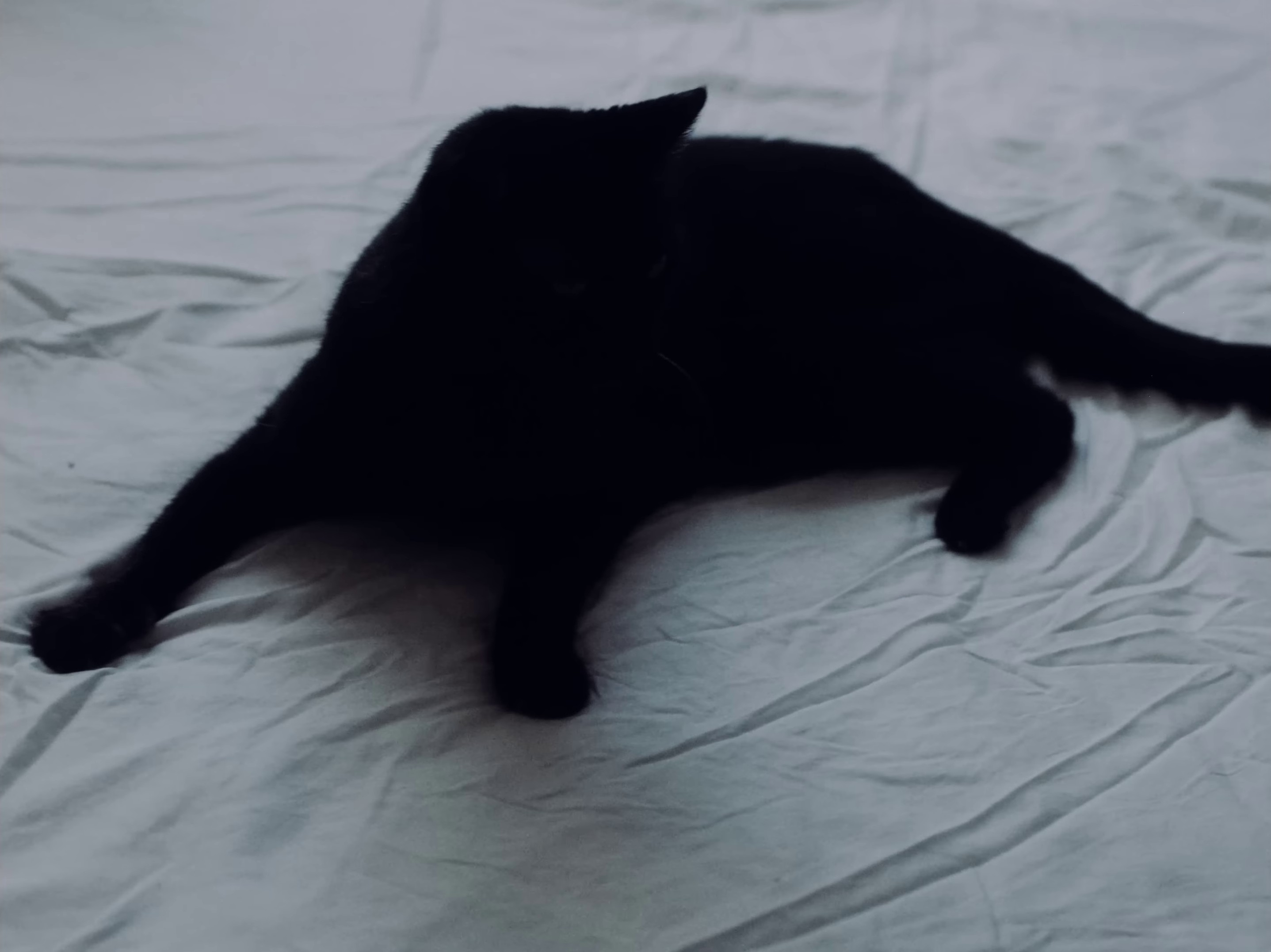 Menta com chá (2023) —  shot,  lighting